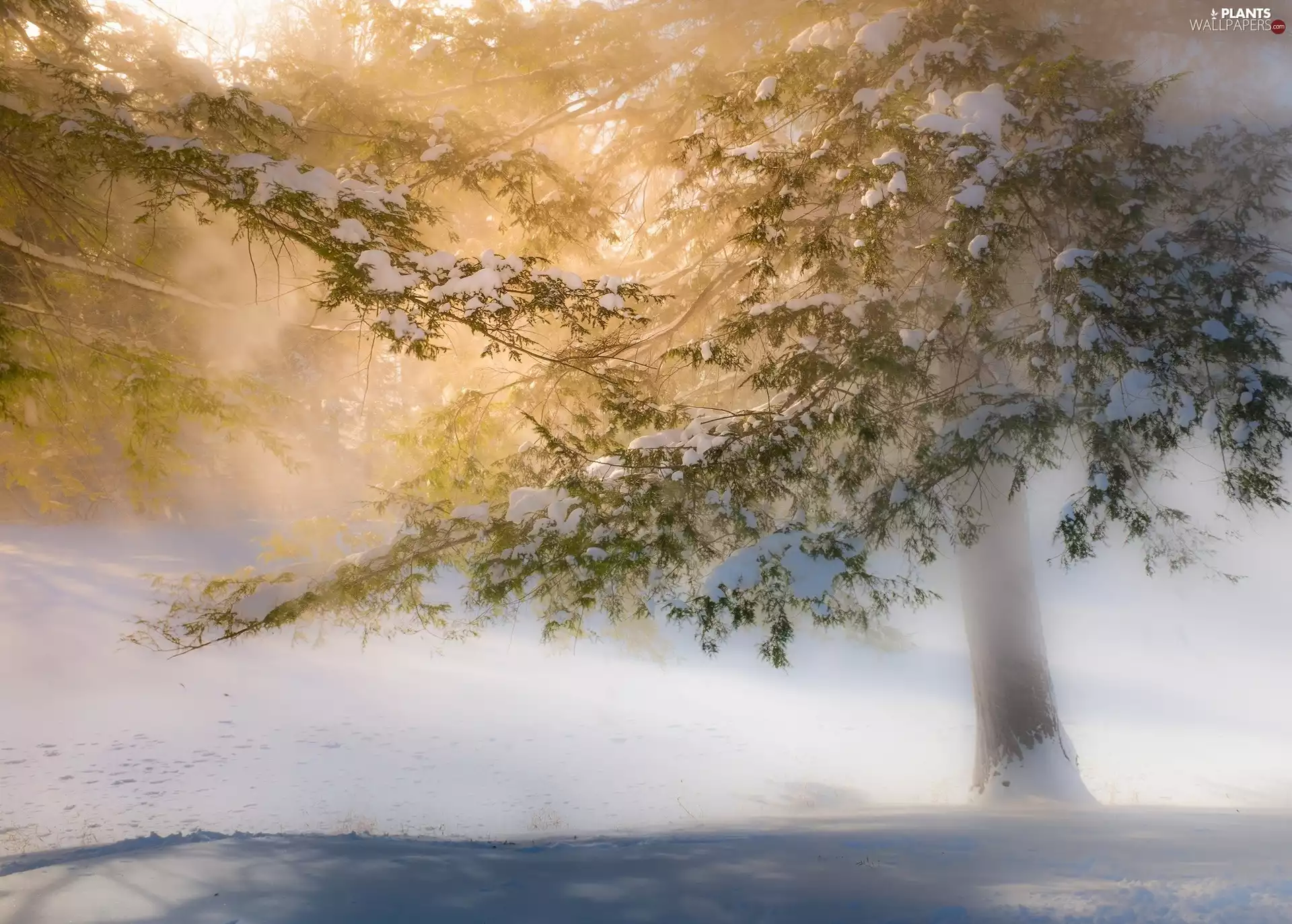 winter, Fog, snow, trees