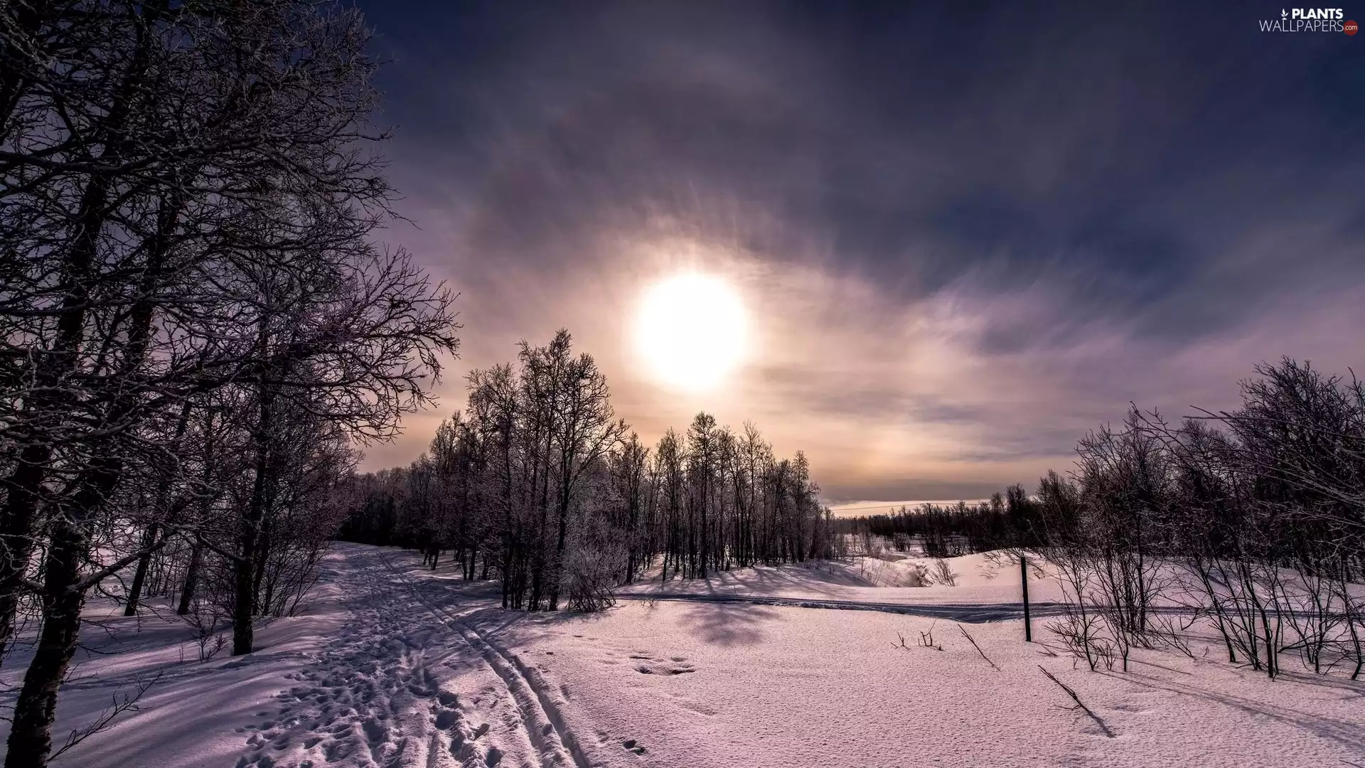 Great Sunsets, snow, trees, viewes, winter