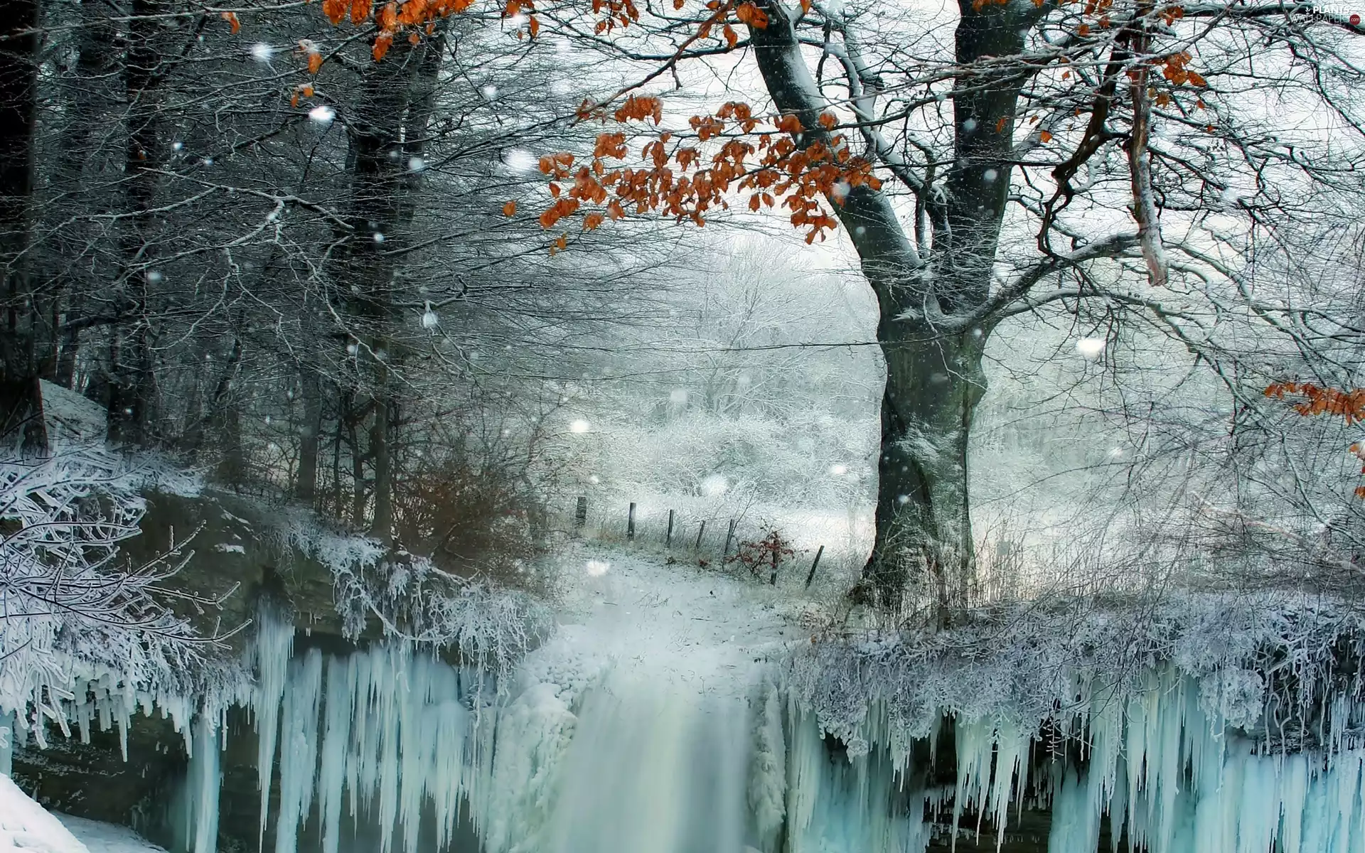 winter, viewes, snow, trees