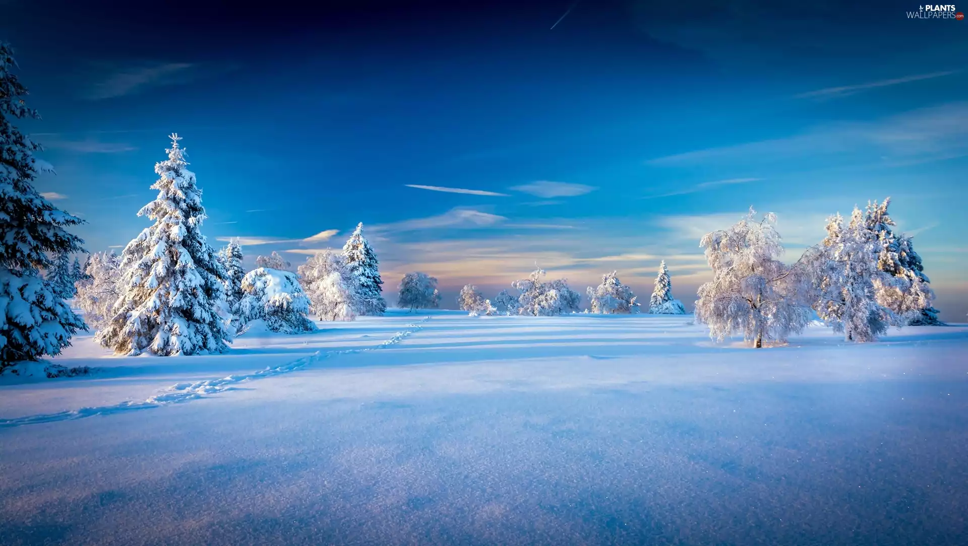 winter, viewes, Spruces, trees