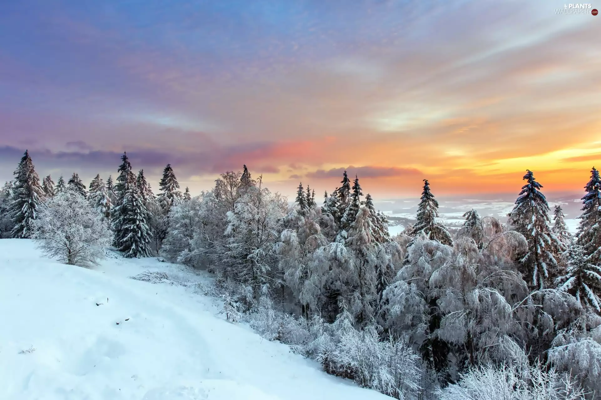 winter, viewes, Spruces, trees