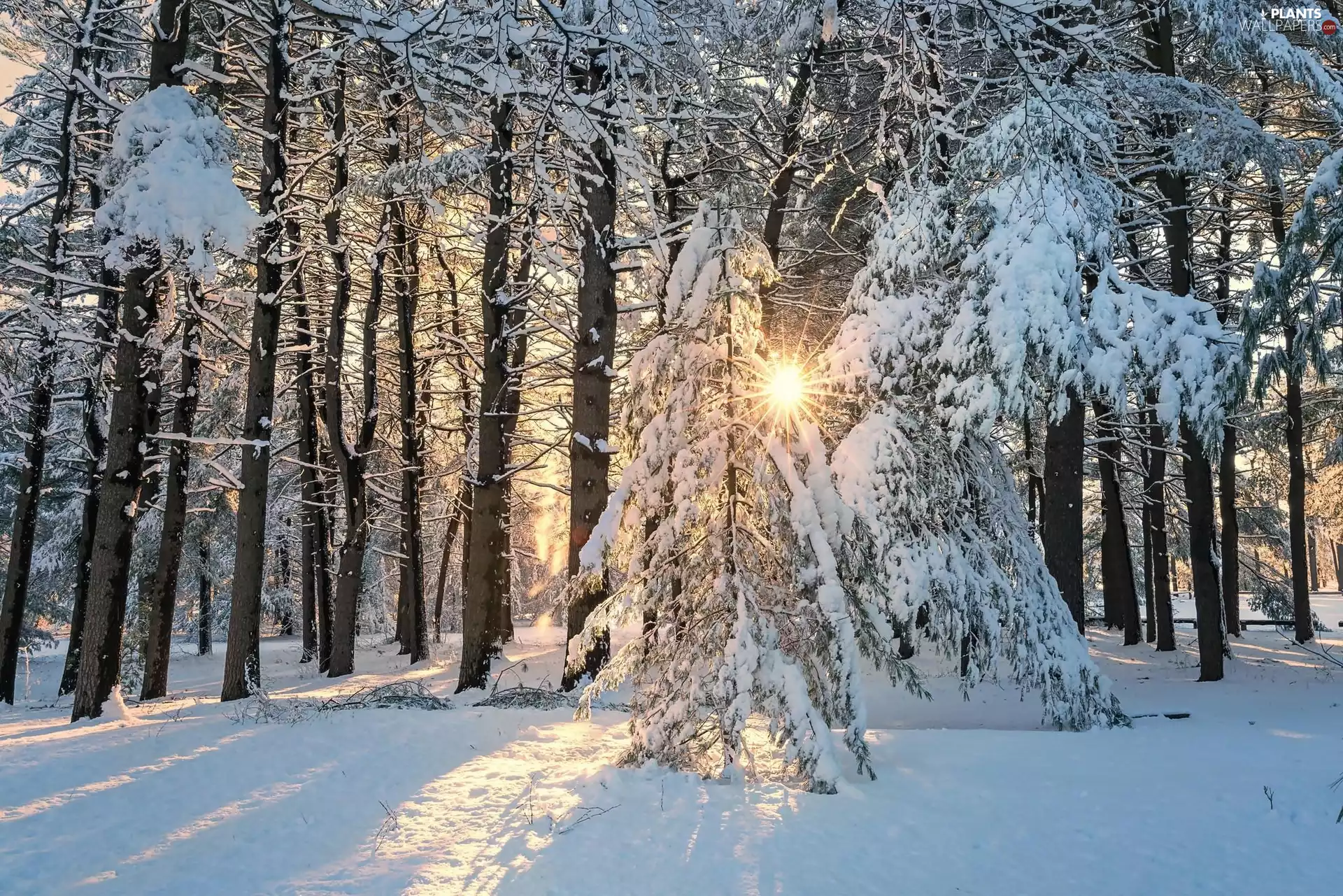 trees, Park, rays of the Sun, winter, viewes, Snowy
