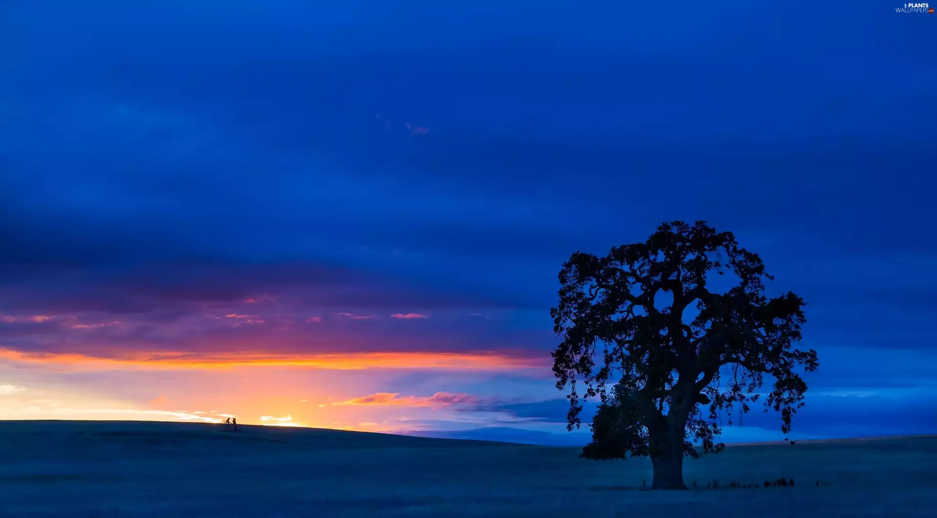 winter, west, sun, trees