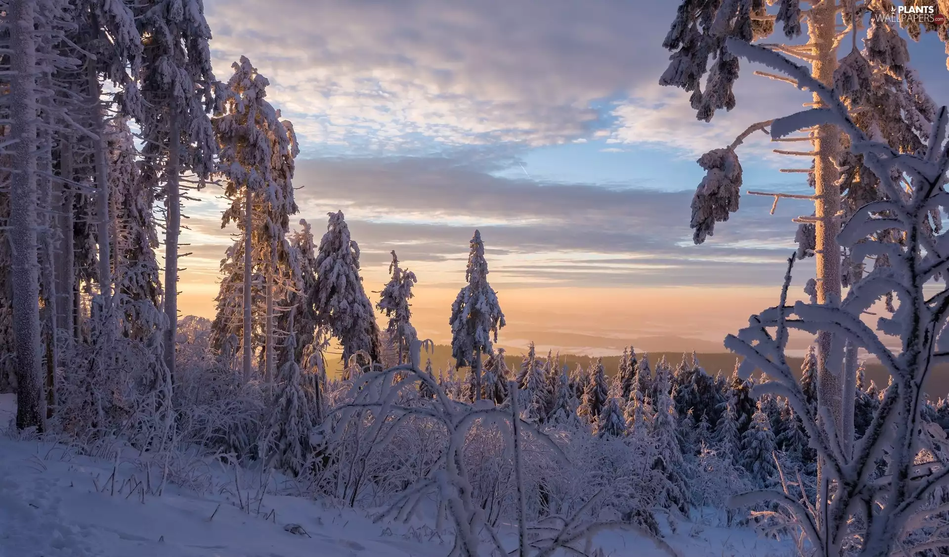 winter, viewes, Sunrise, trees