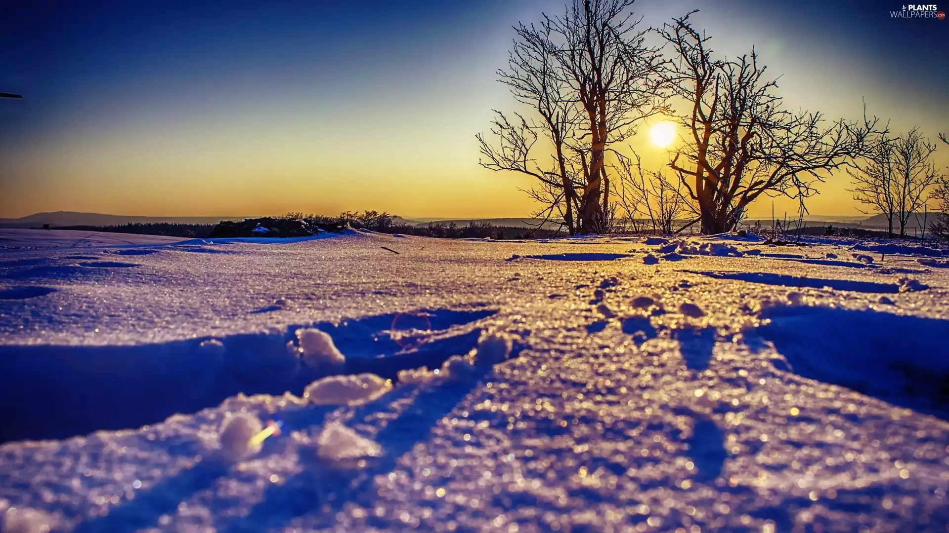 winter, viewes, Sunrise, trees