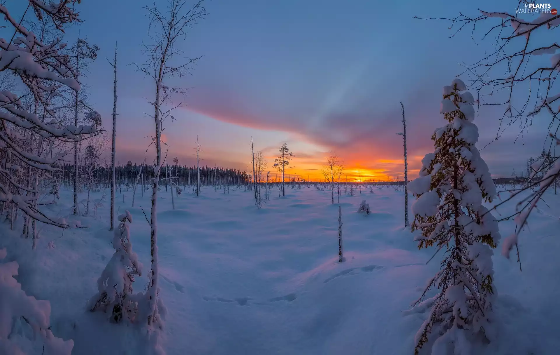 forest, Great Sunsets, trees, viewes, winter