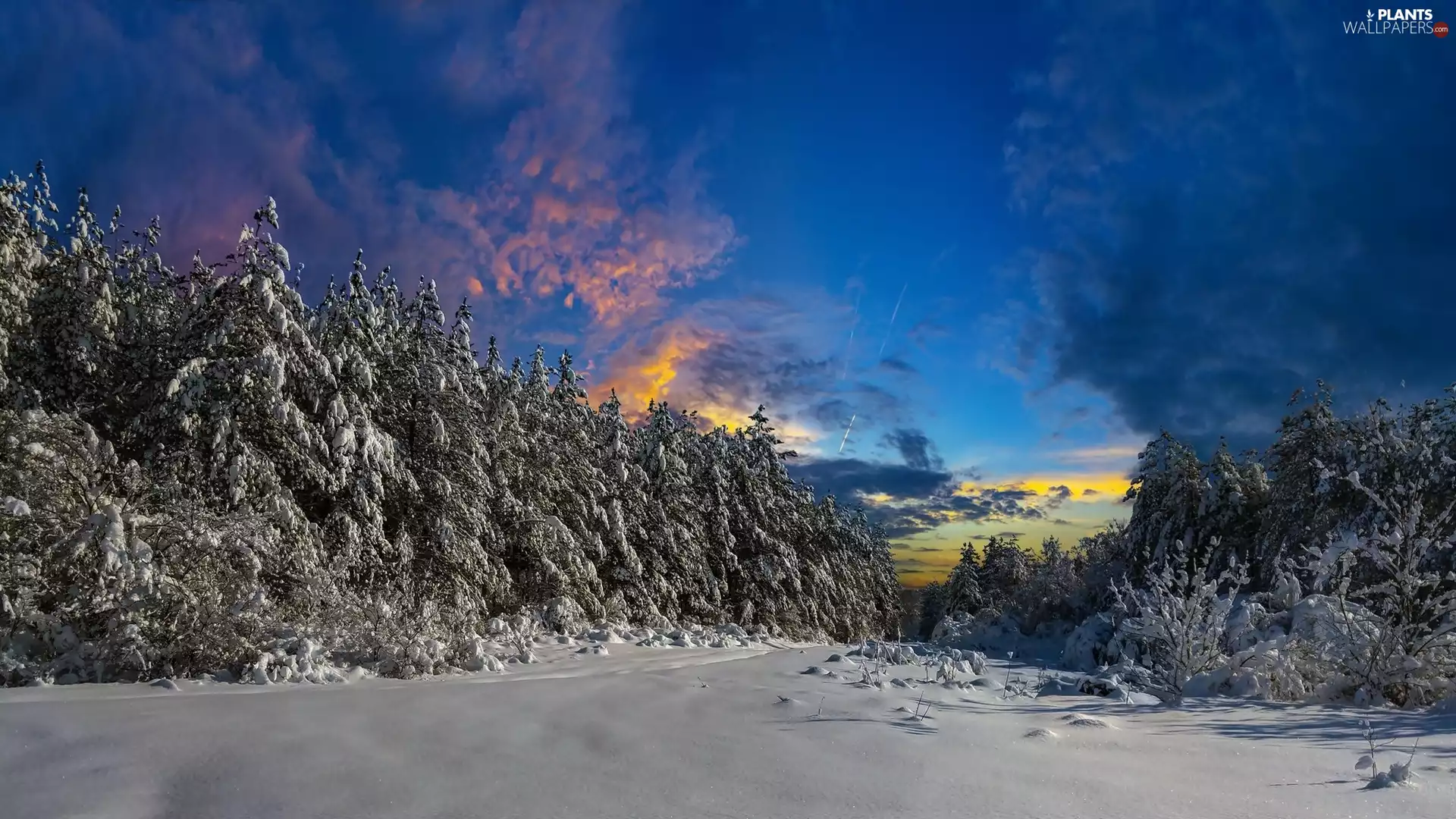 snow, Great Sunsets, trees, viewes, winter