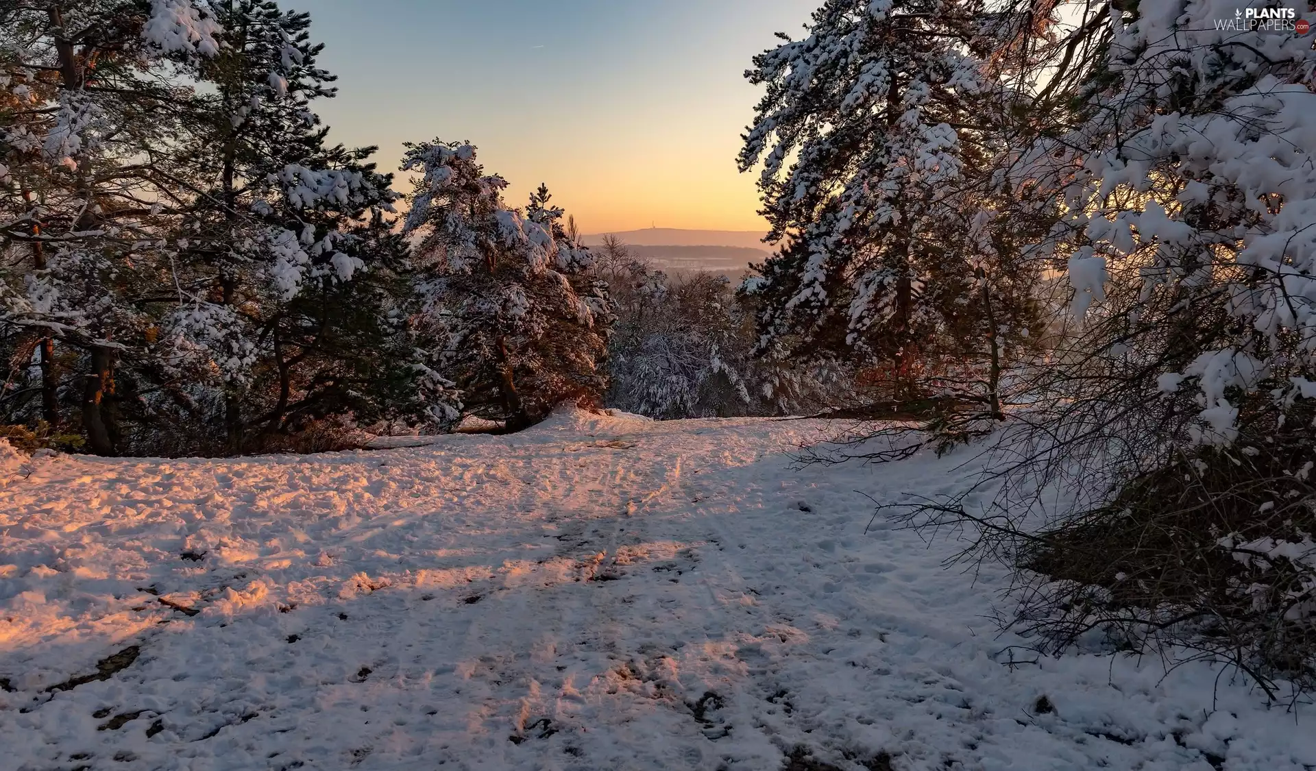 Snowy, Great Sunsets, trees, viewes, winter