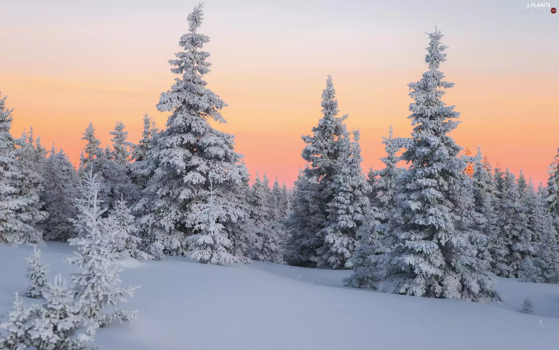 Spruces, Great Sunsets, trees, viewes, winter