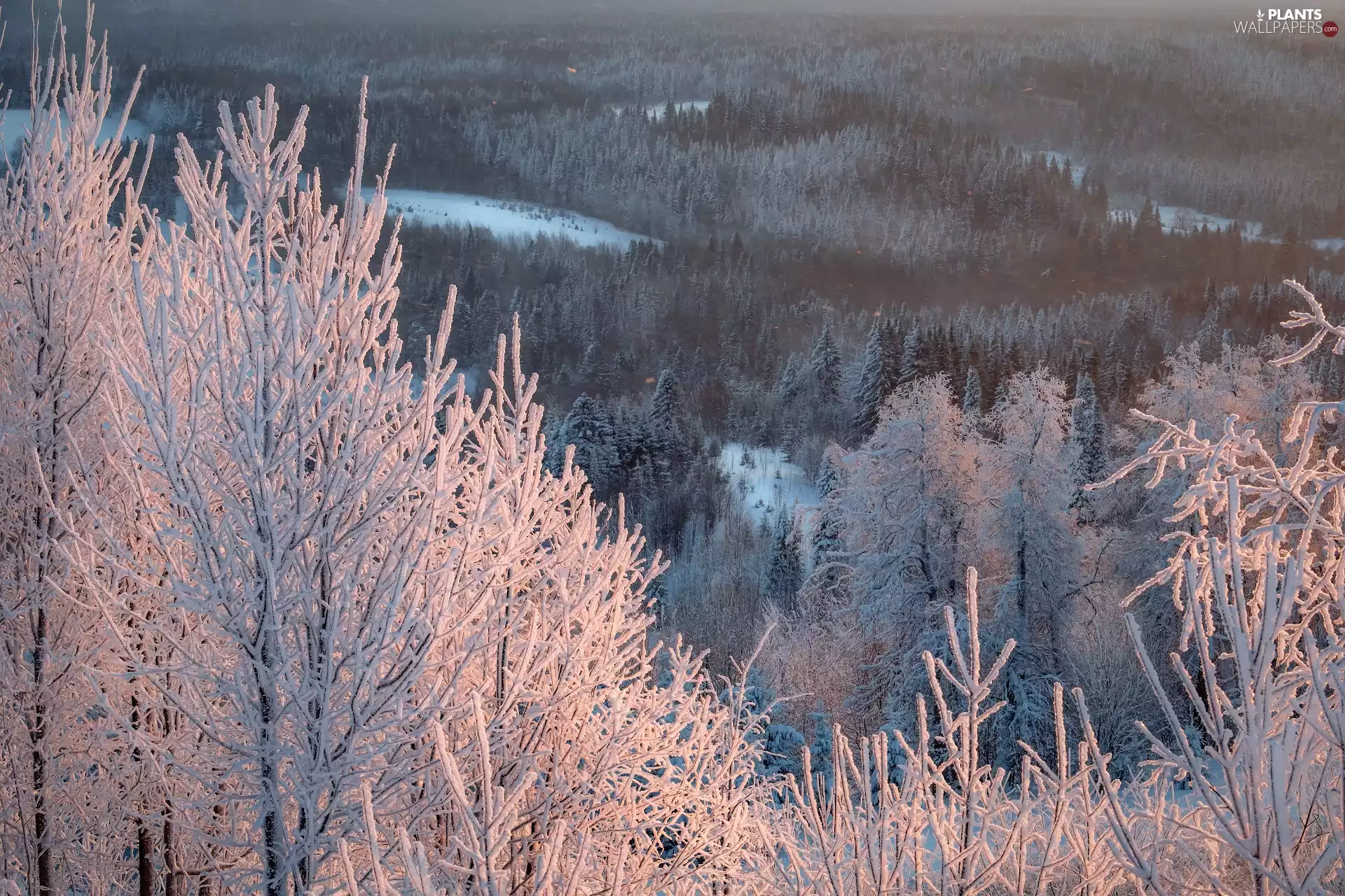 winter, viewes, taiga, trees