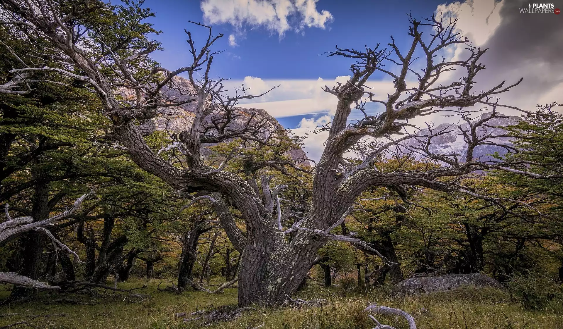 withered, Mountains, grass, trees