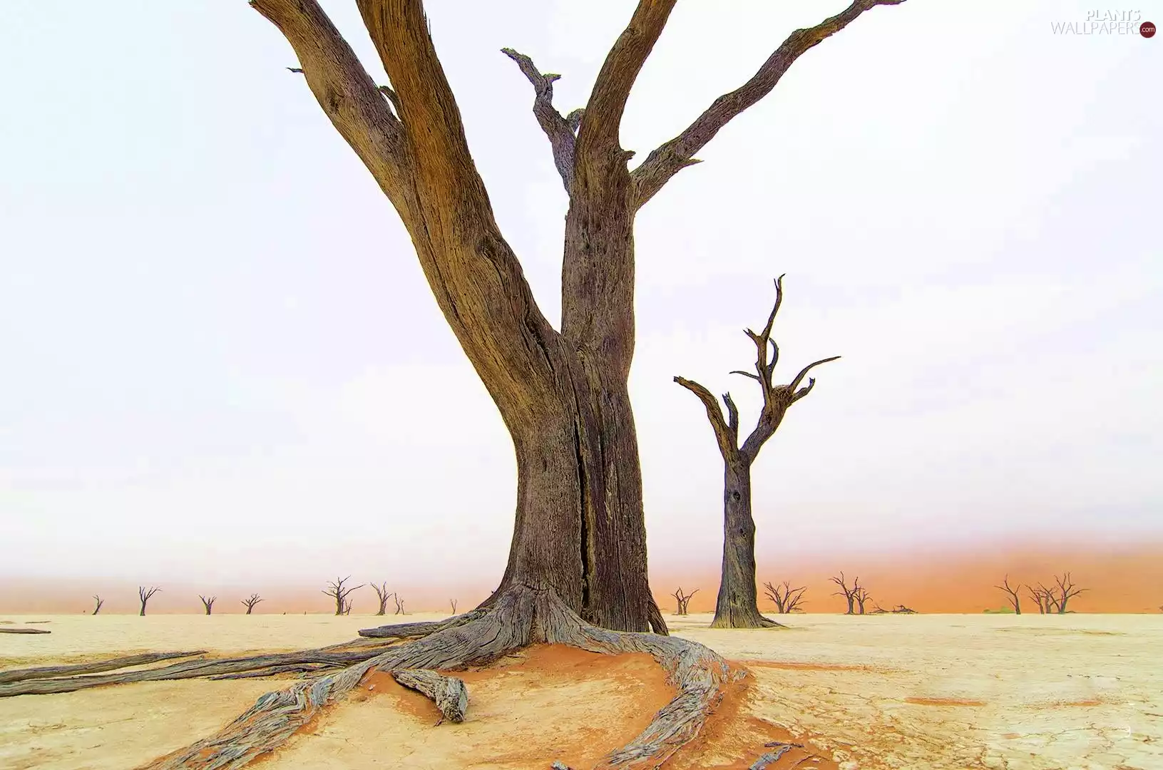 withered, viewes, Sand, trees