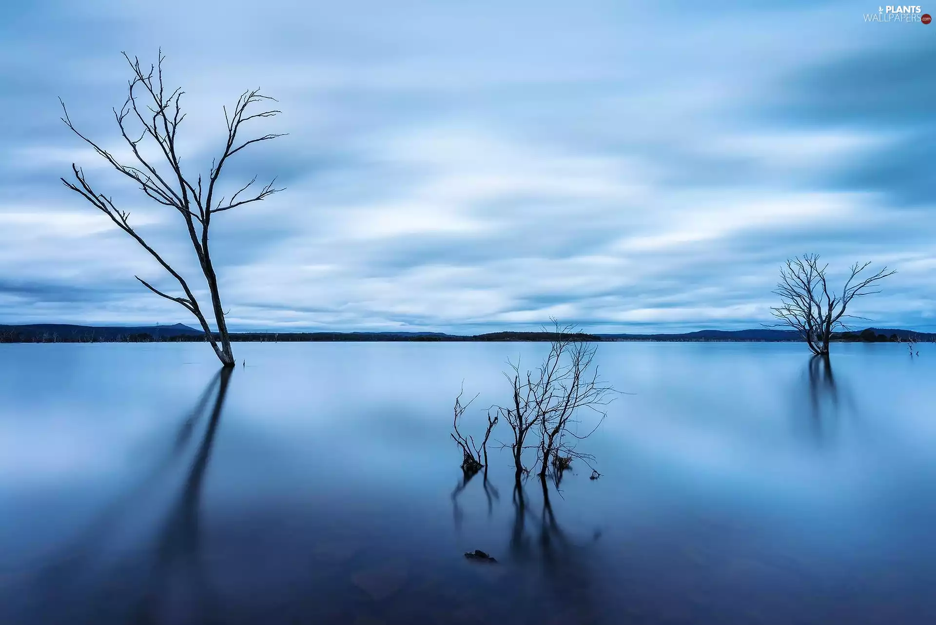 withered, viewes, water, trees