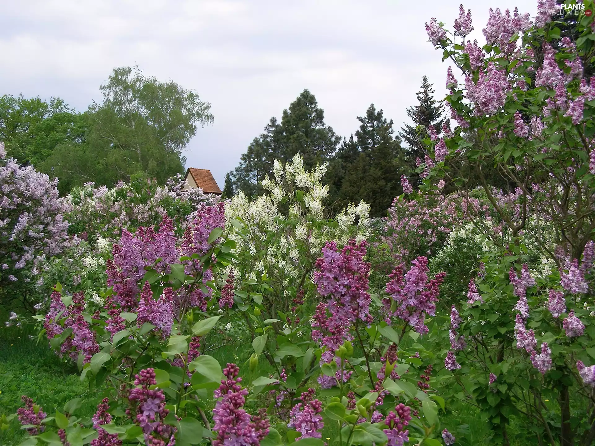 without, viewes, house, trees