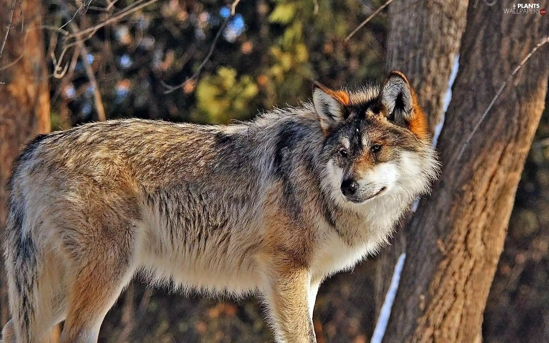 Wolf, viewes, blur, trees