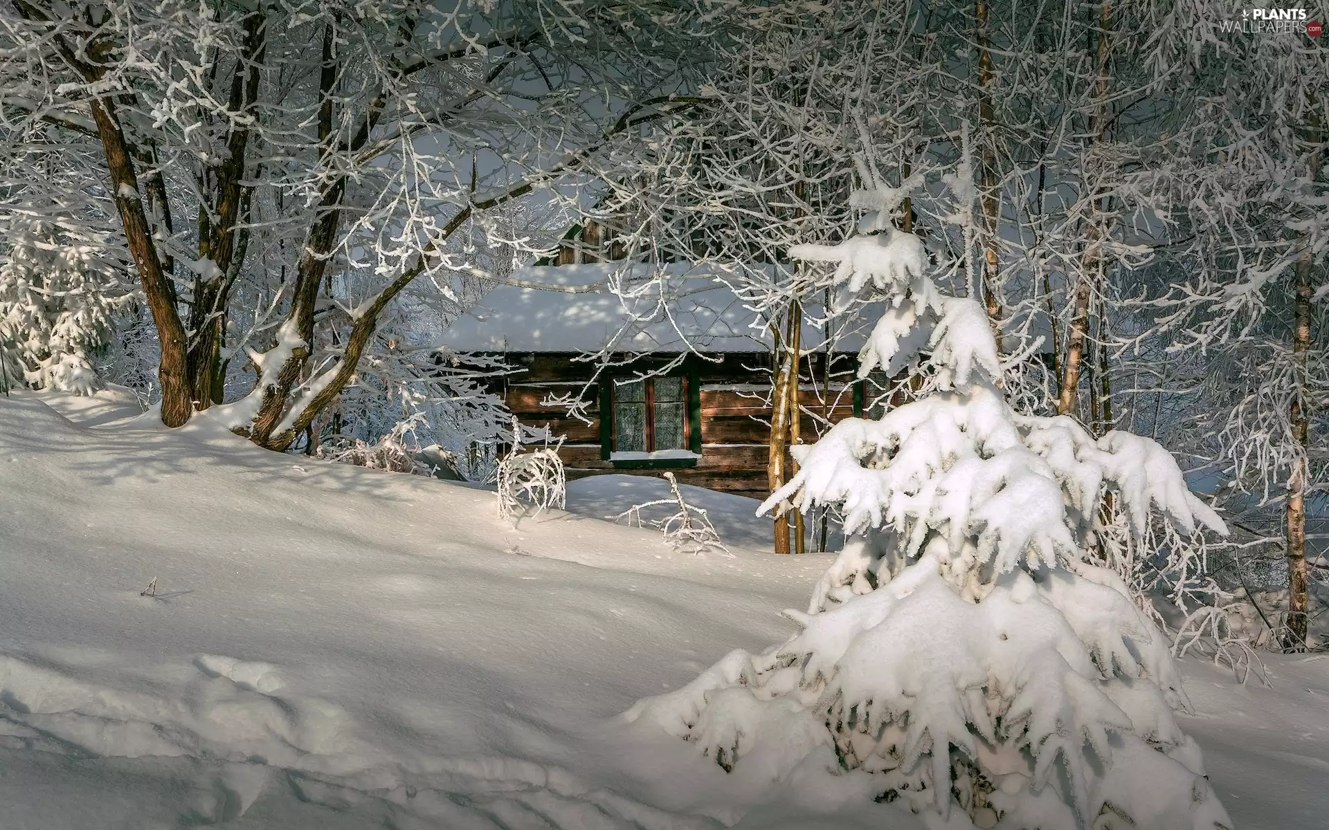 viewes, Snowy, wooden, trees, winter, cottage, Home