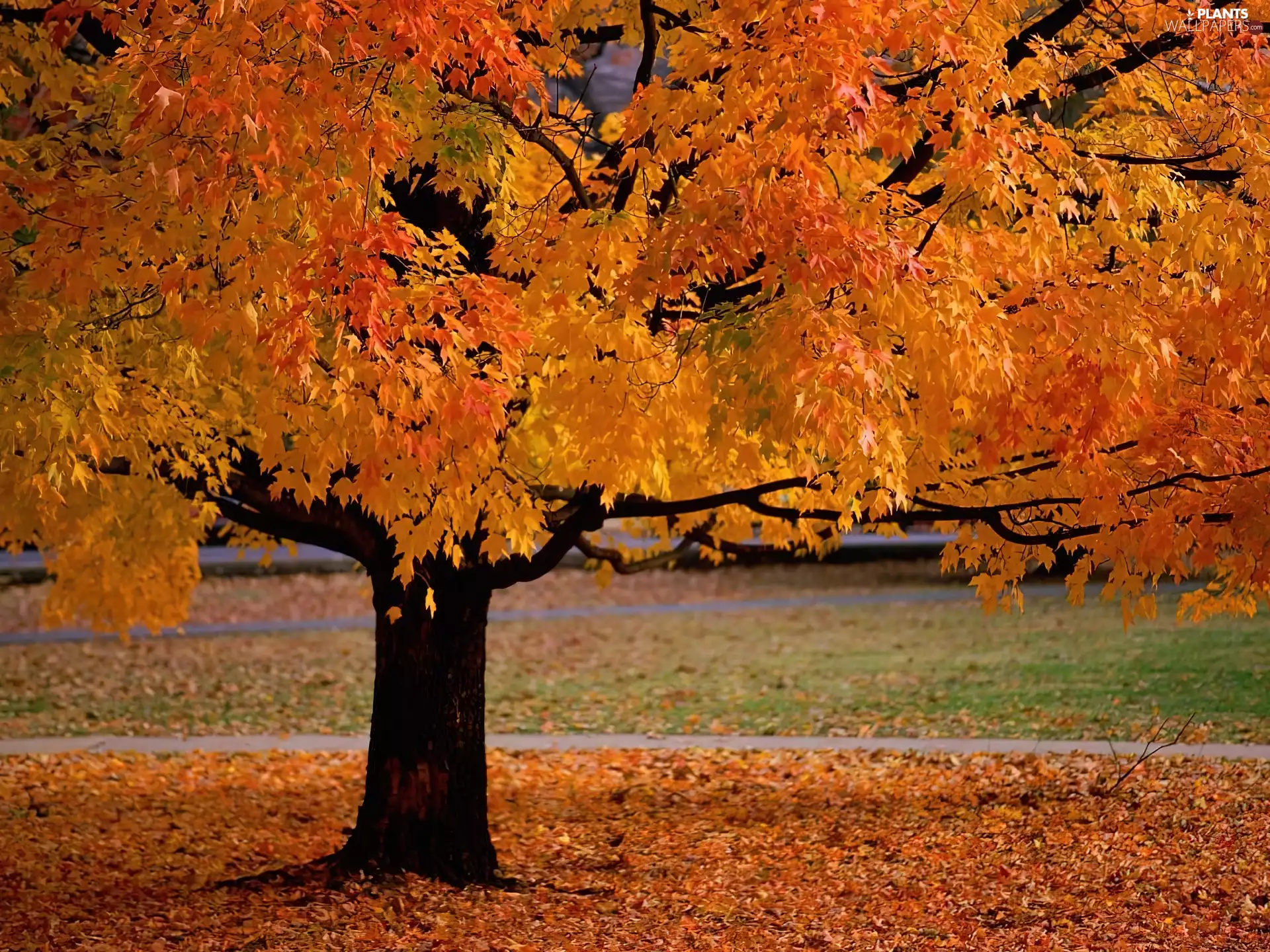 Yellow leaf, autumn, trees