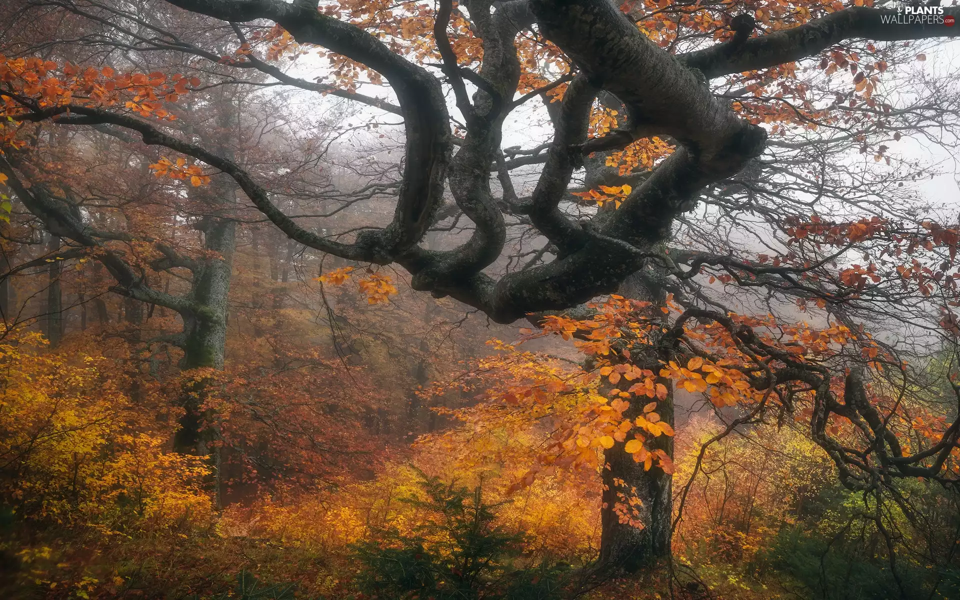 viewes, forest, Yellowed, trees, autumn, branches, Leaf