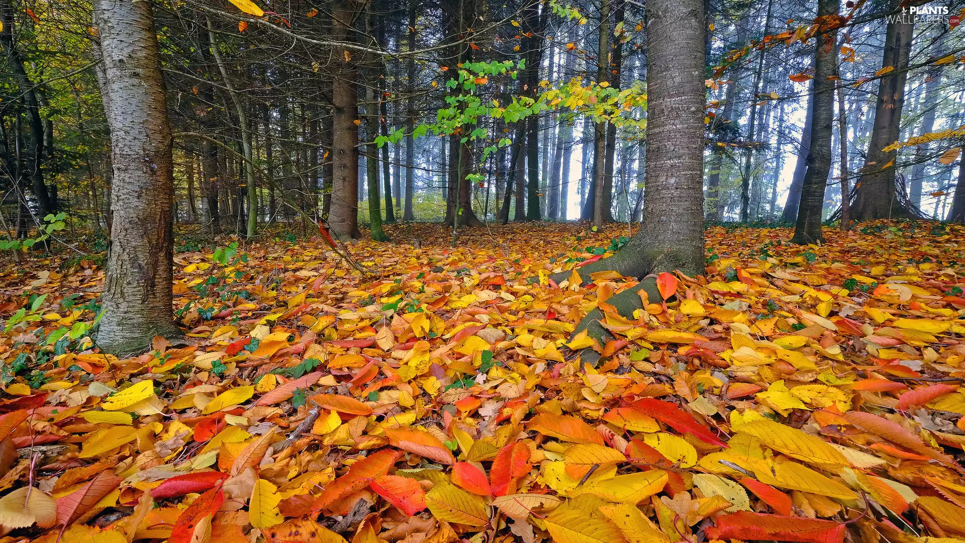 viewes, forest, Yellowed, trees, autumn, color, Leaf