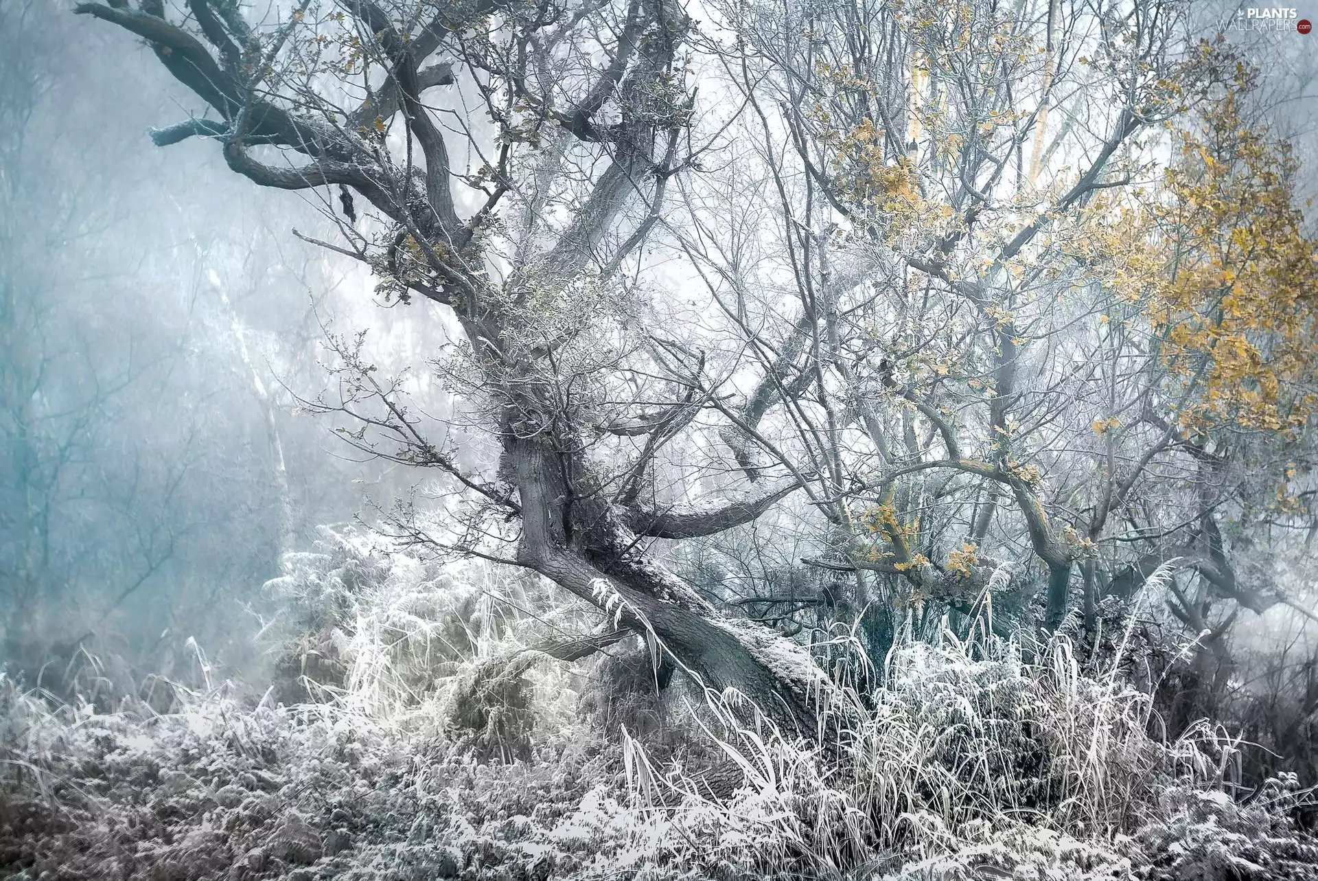 viewes, frosty, Yellowed, trees, winter, grass, Leaf