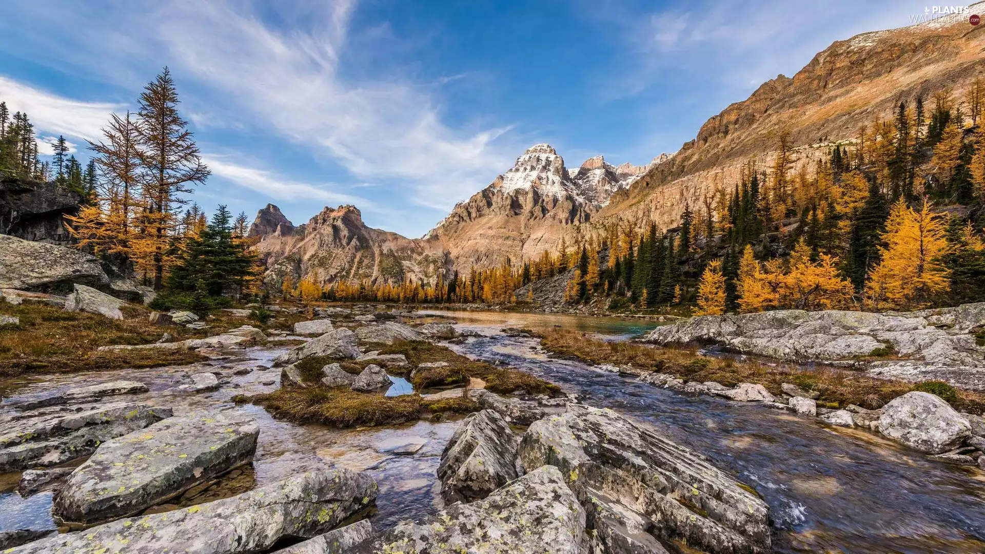 Opabin Plateau, Canada, flux, Mount Huber, trees, Stones, River, Yoho National Park, British Columbia, viewes, Mountains