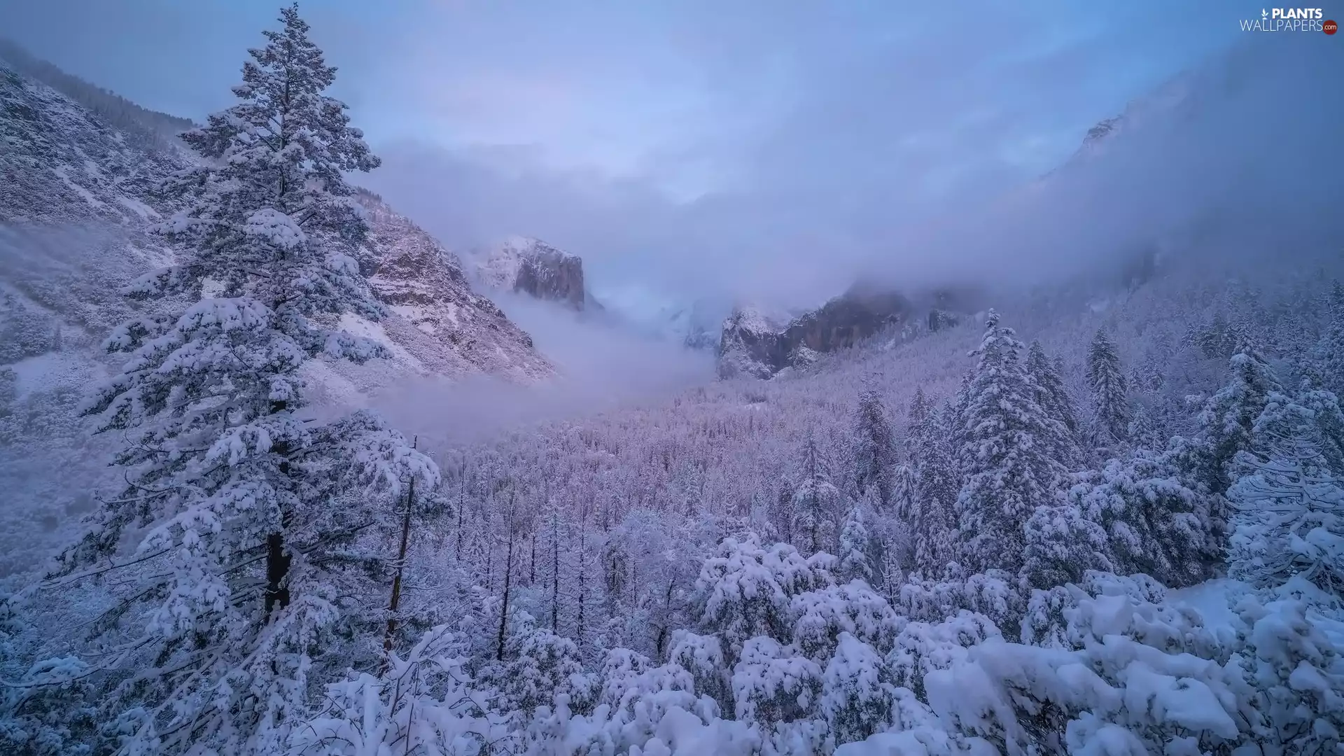 snow, winter, Mountains, trees, California, The United States, Fog, Yosemite National Park, viewes
