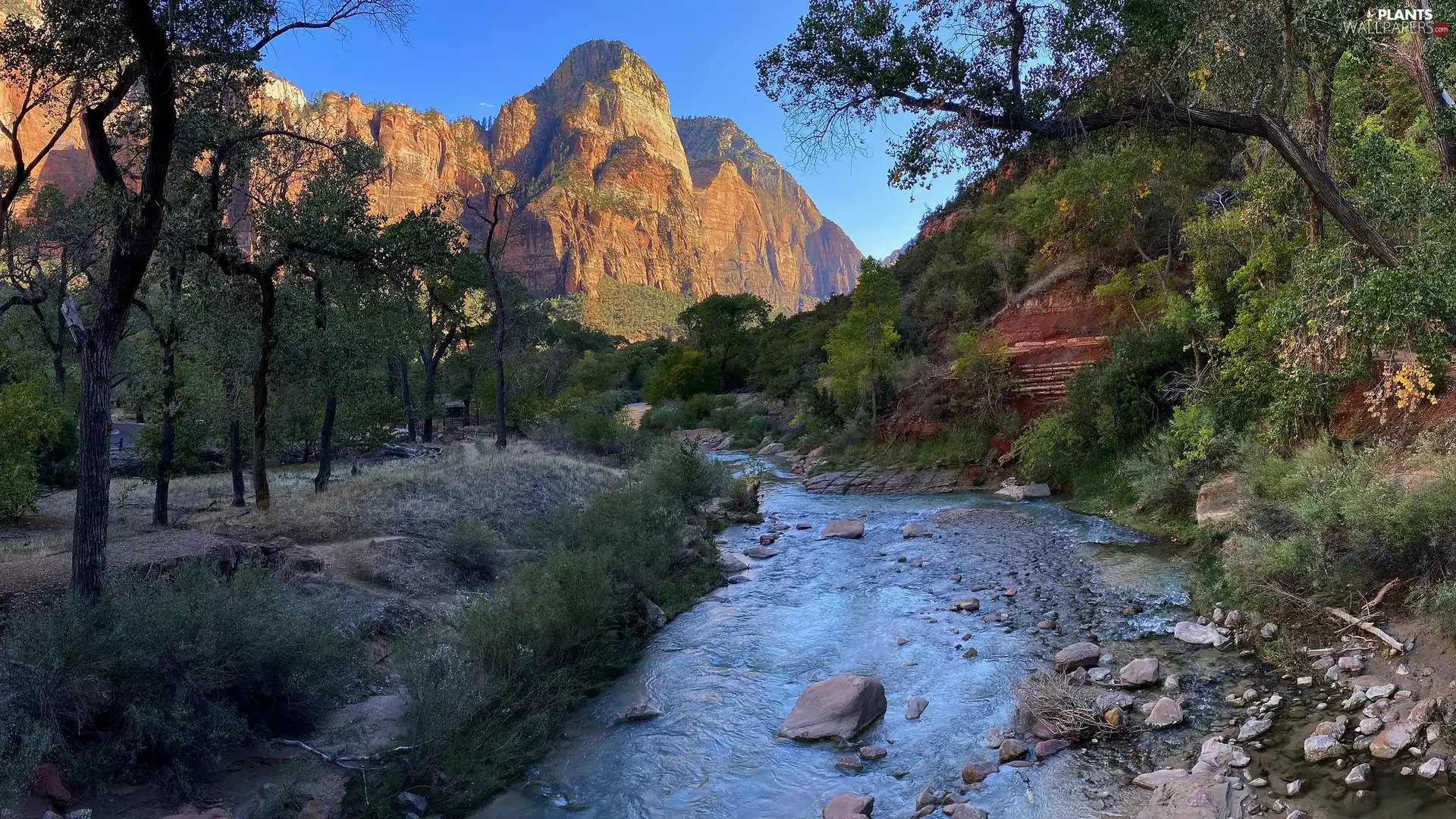 River, Mountains, Virgin, trees, Utah, The United States, Stones, Zion National Park, viewes