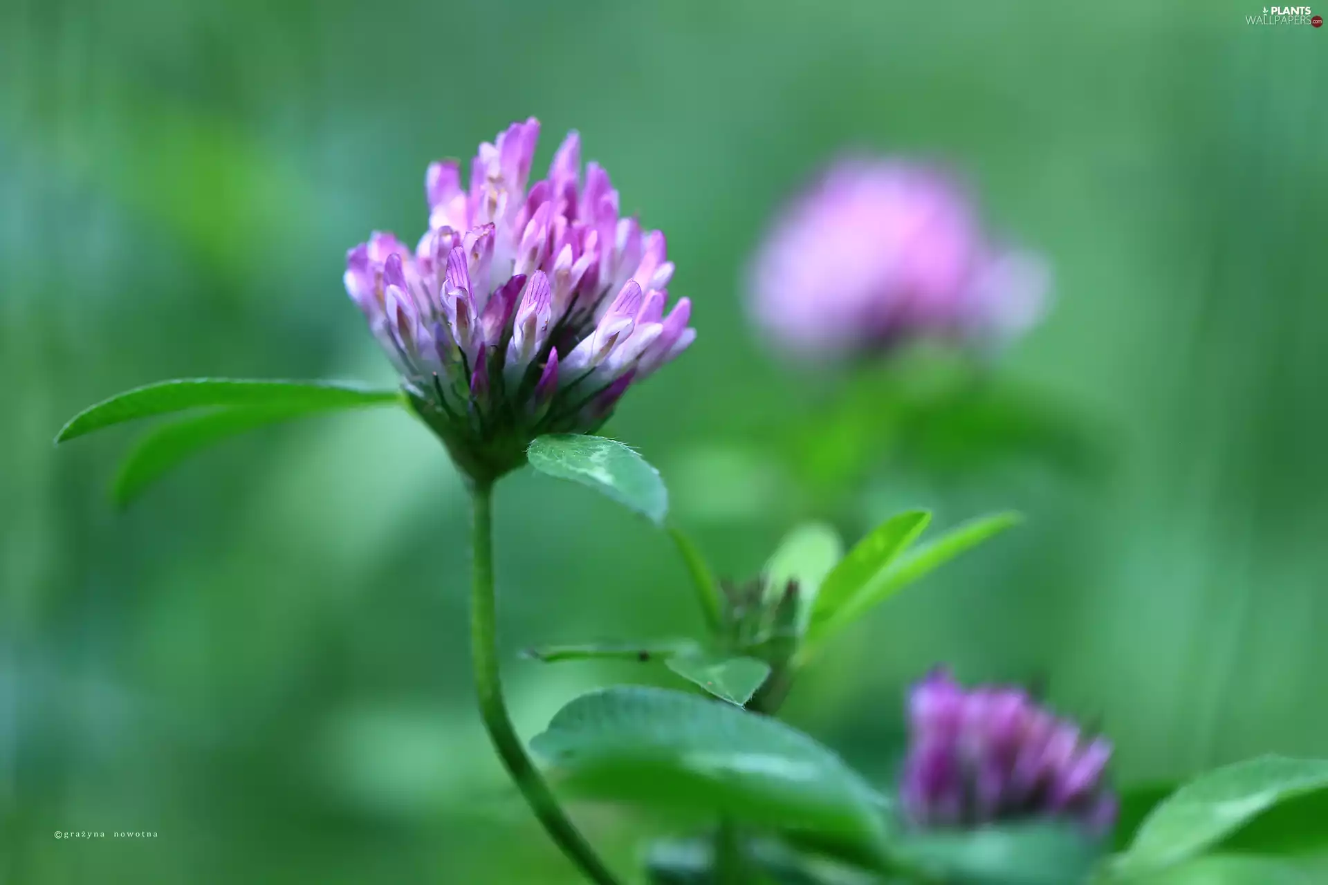 Colourfull Flowers, Pink, trefoil