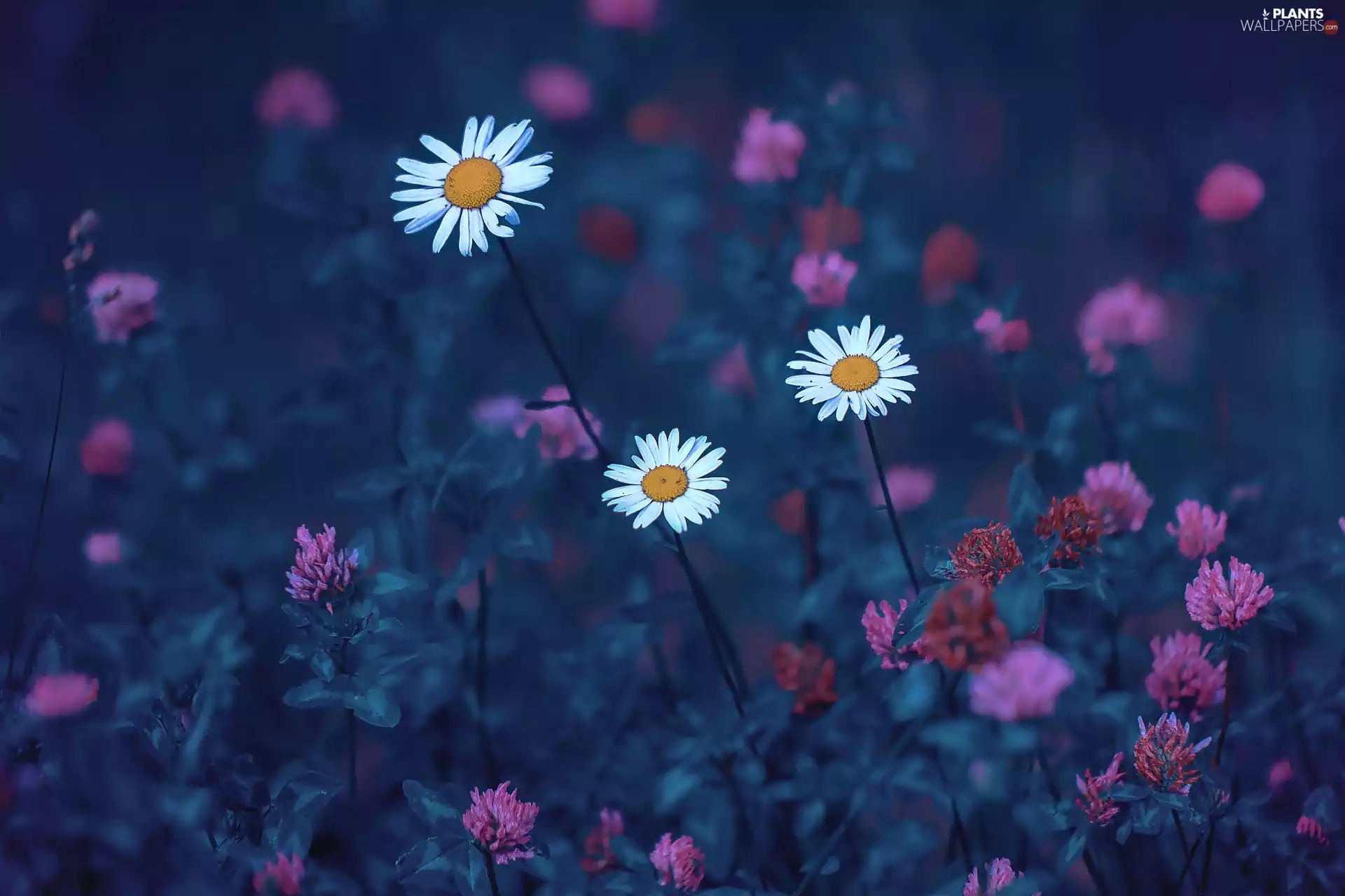 trefoil, White, daisies