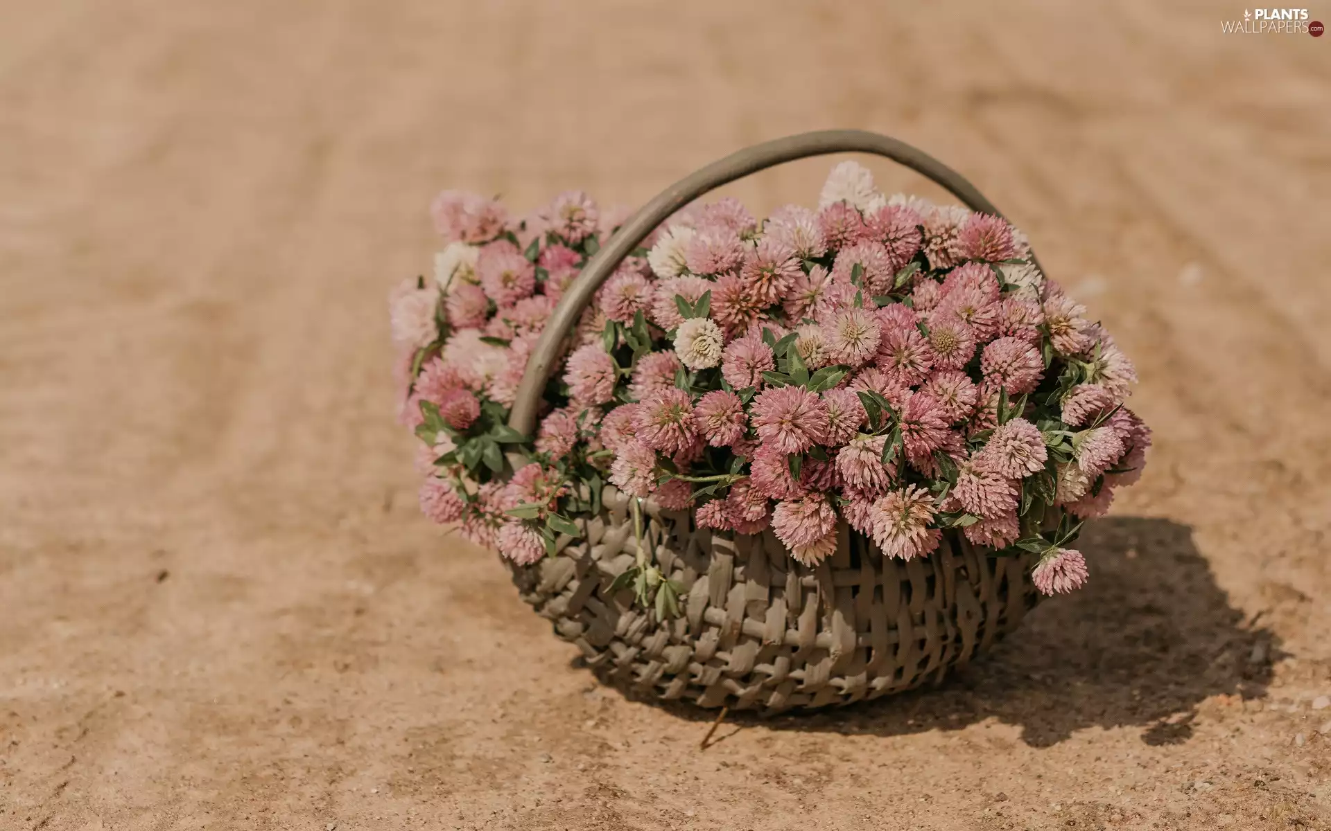 trefoil, basket, Flowers