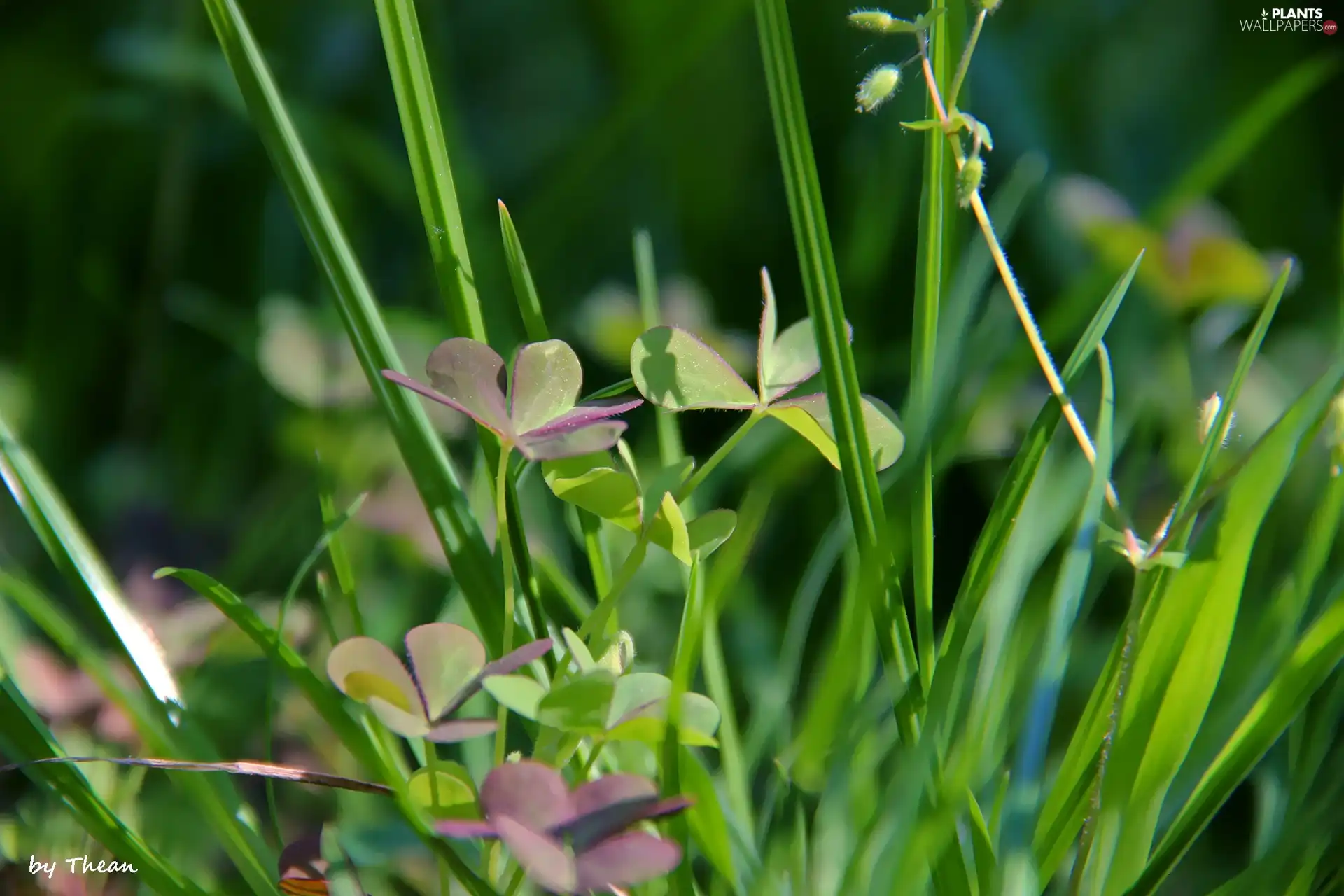 trefoil, blades, grass