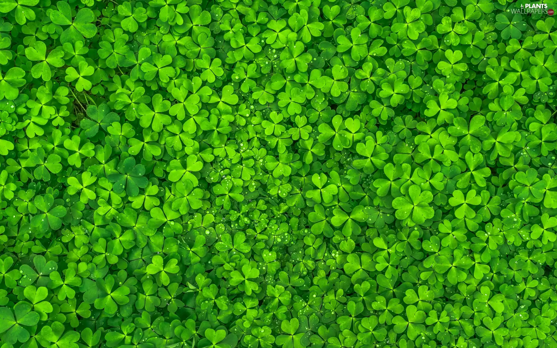 Green, leaves, drops, trefoil