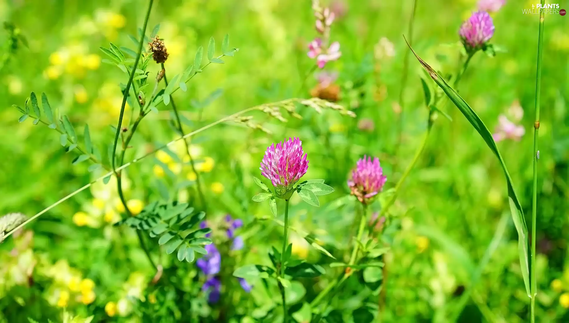Pink, Flowers, Leaf, trefoil