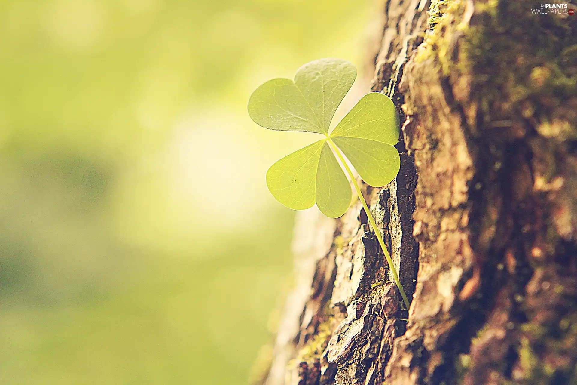 trees, three Leaf, trefoil