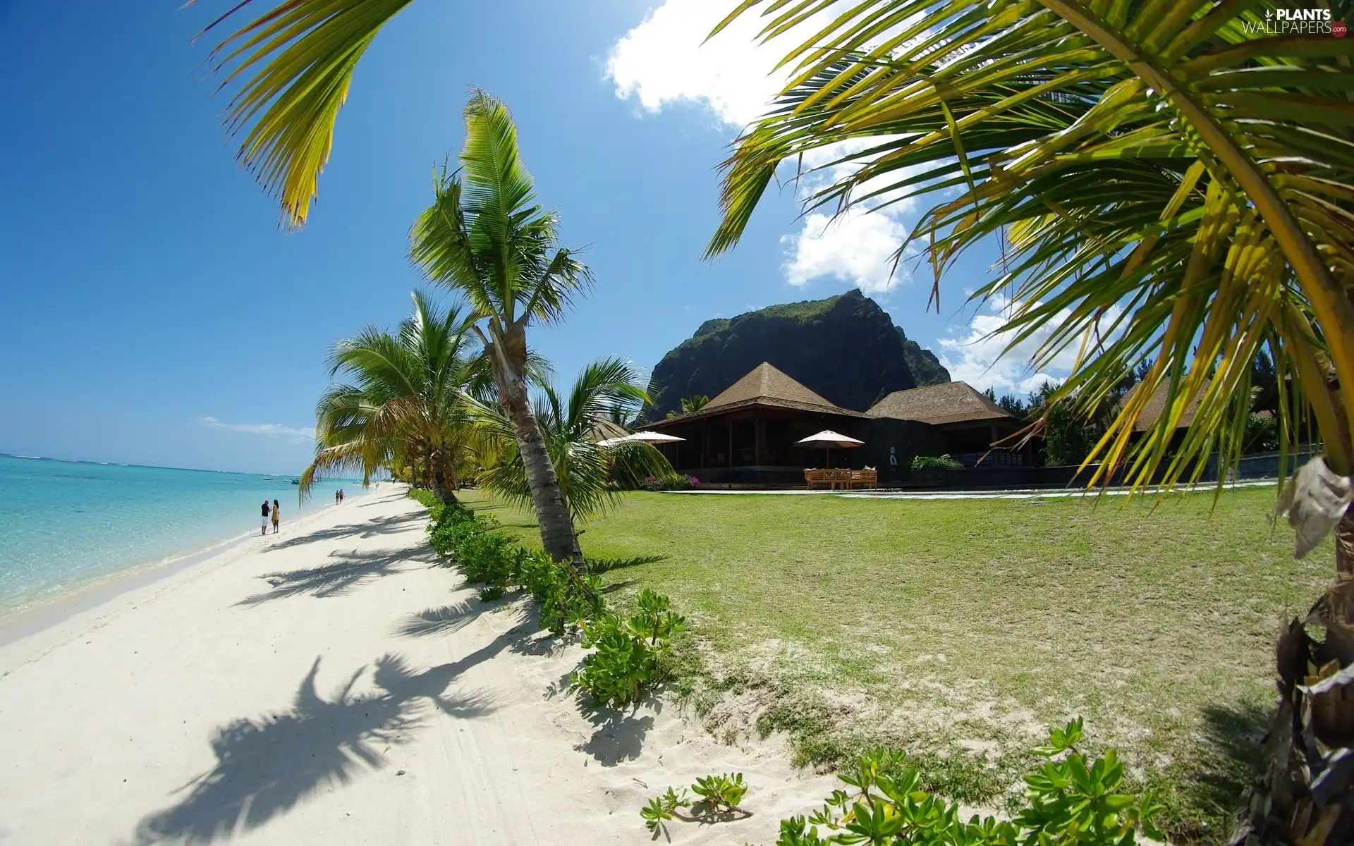 Beaches, Palms, tropic, sea