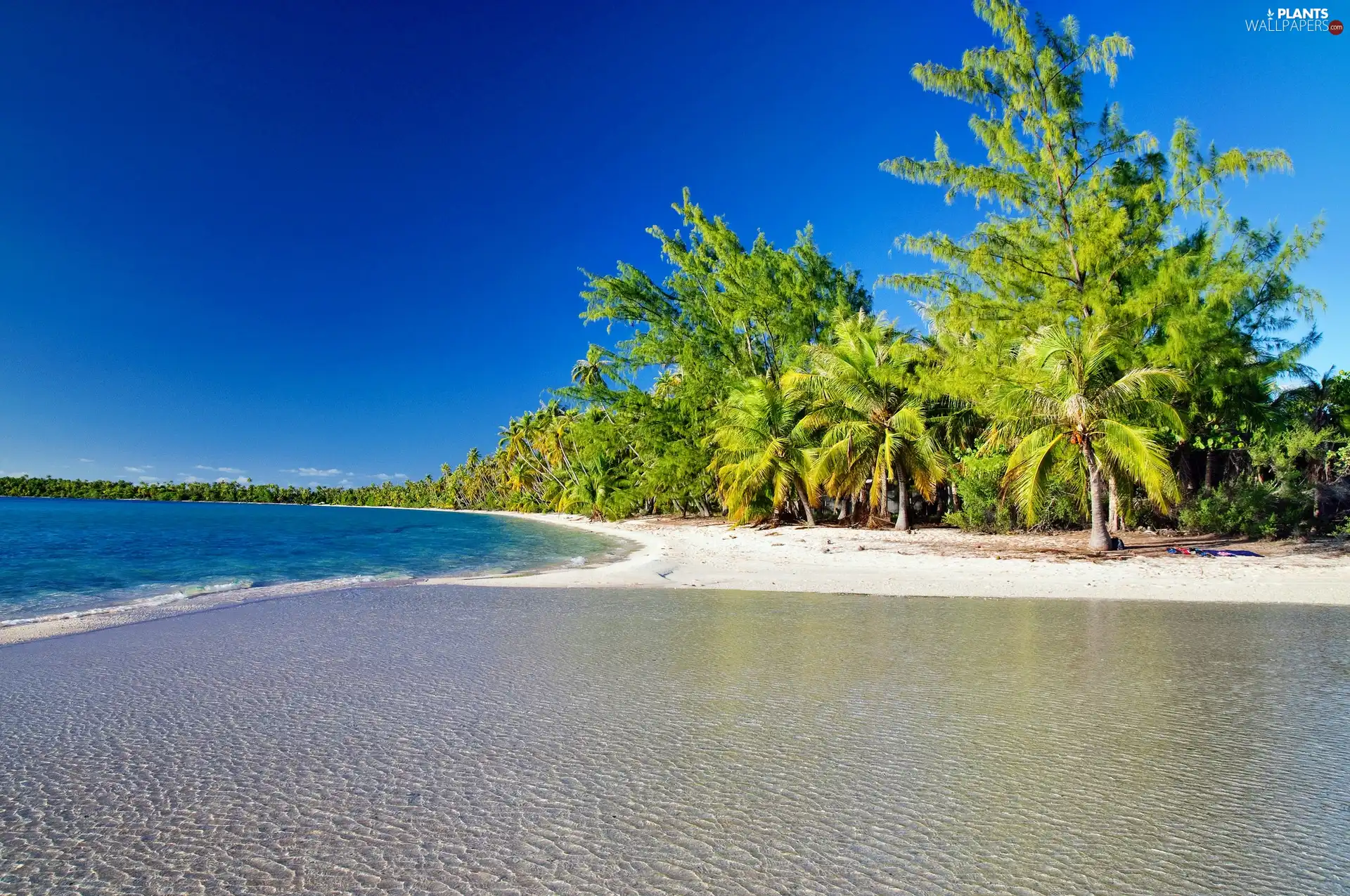 Ocean, Palms, tropic, Beaches