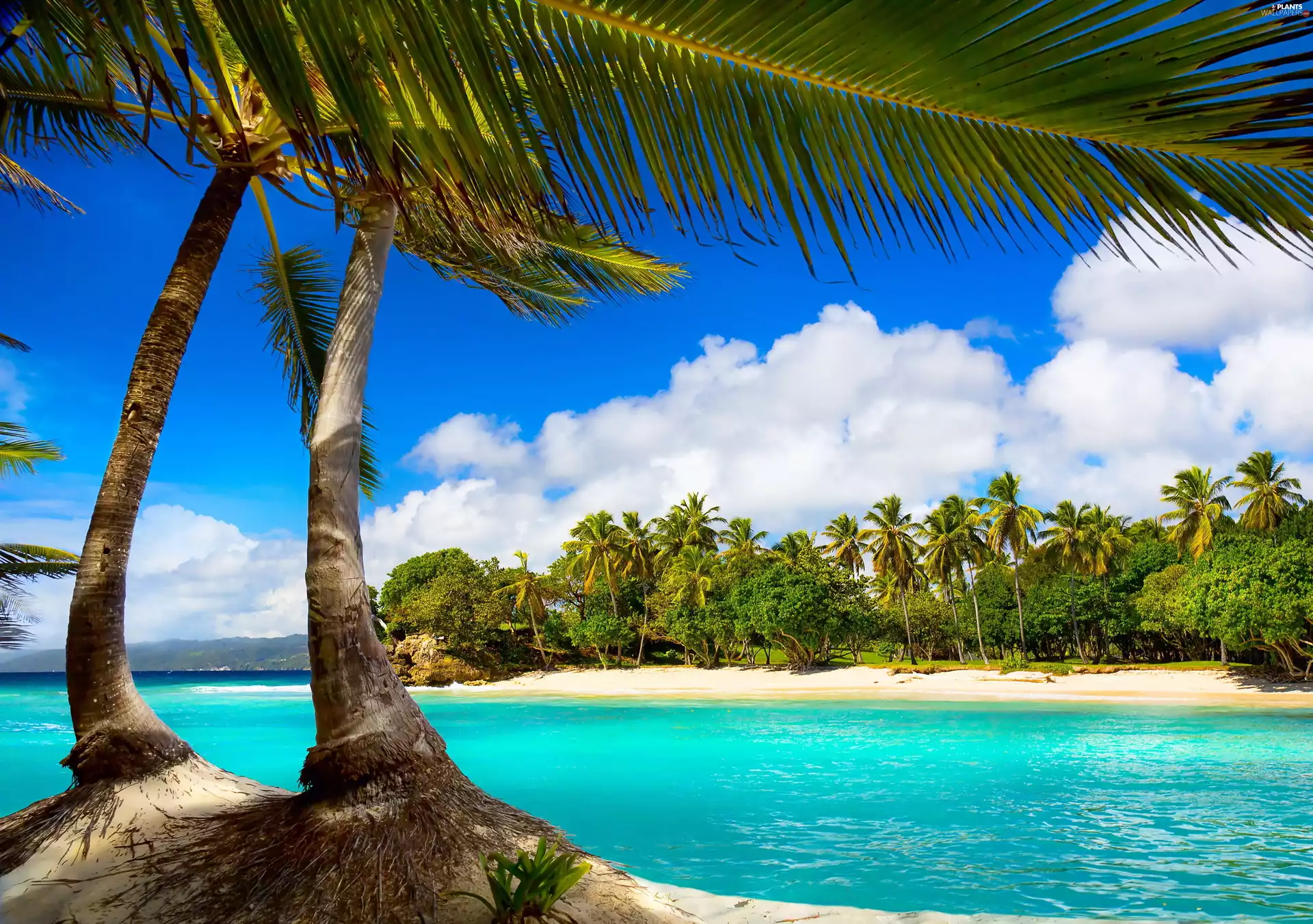Palms, Tropical, Beaches, Island, Ocean