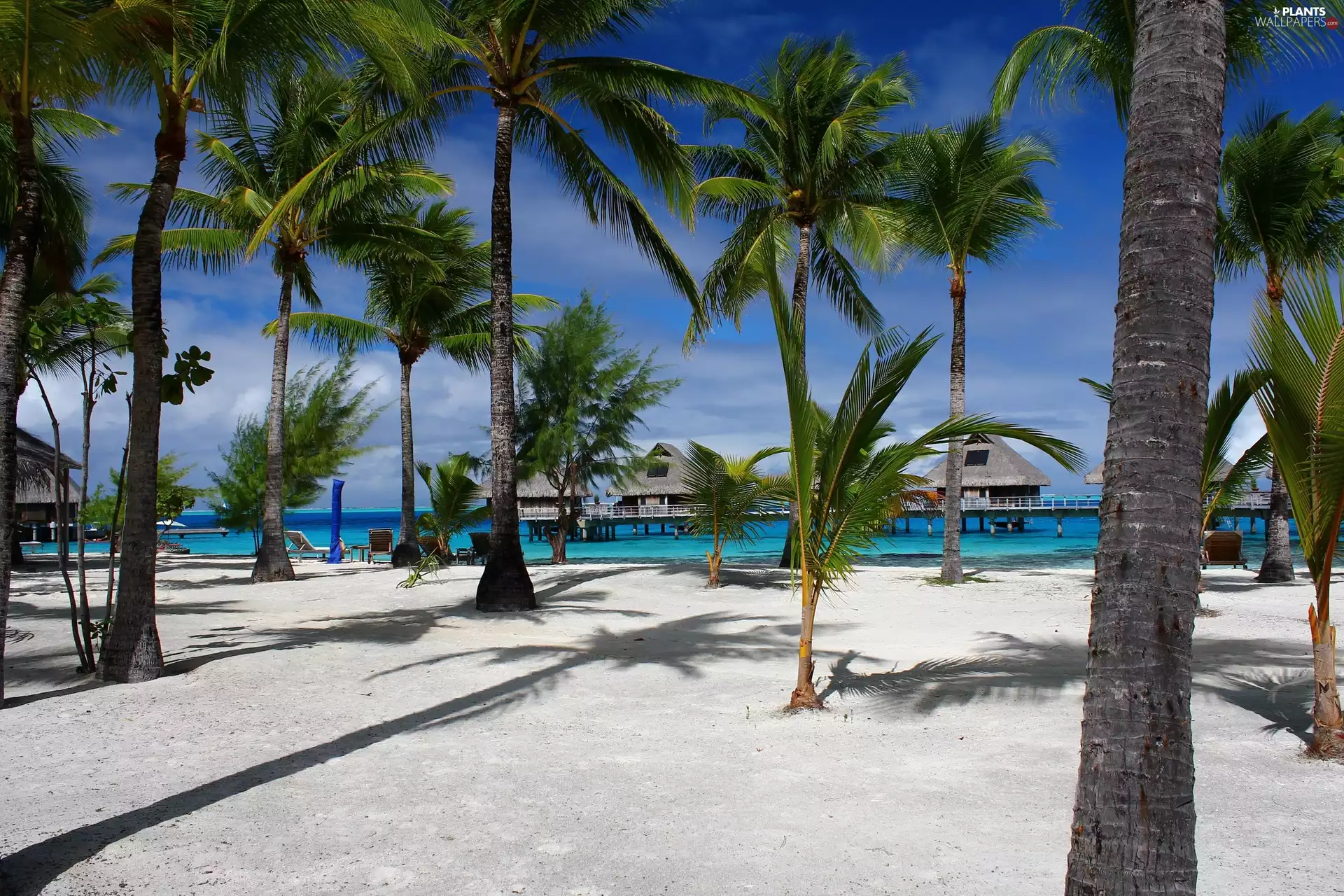 Bungalow, Tropical, Beaches, Palms, Ocean