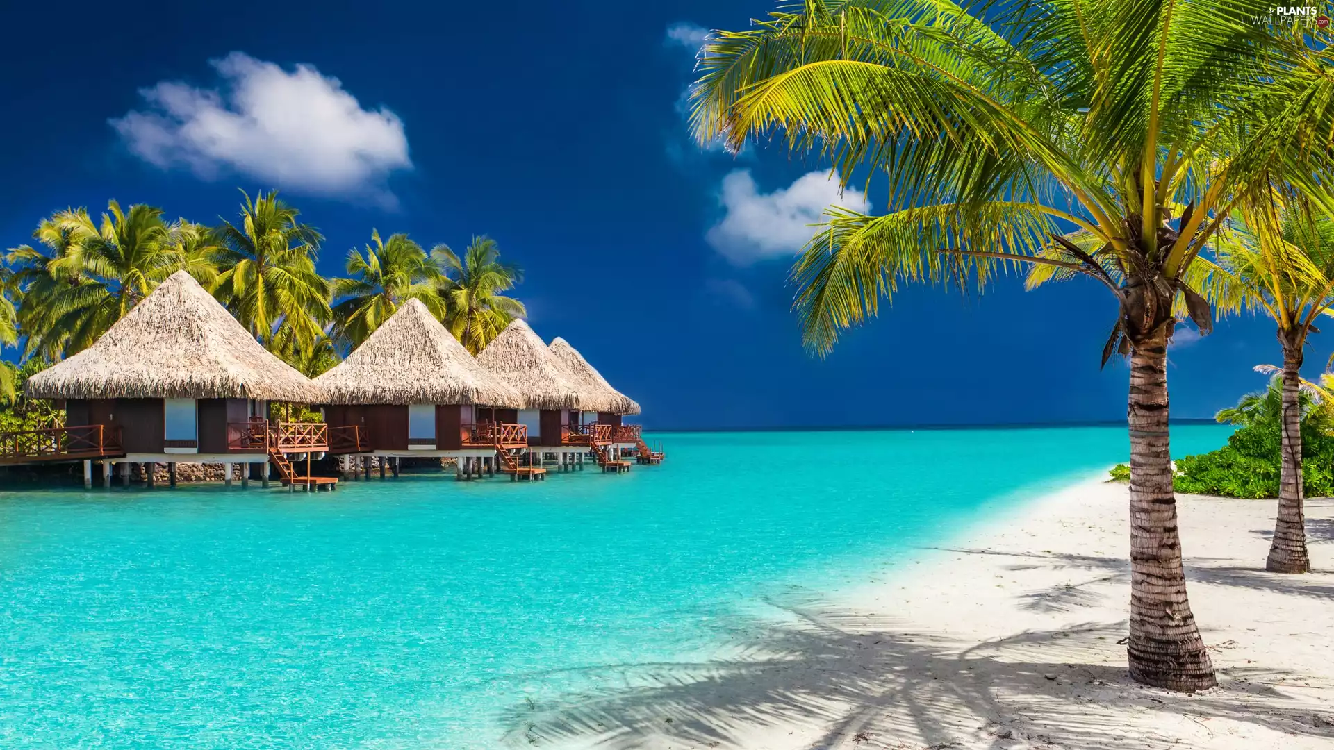 Palms, Tropical, Houses, sea, summer