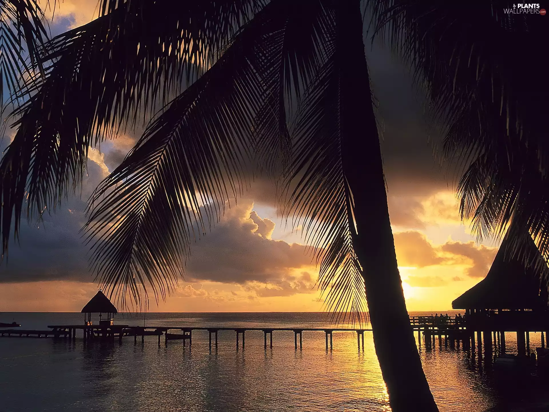 Palm, Platform, sun, Tropical, west, Houses
