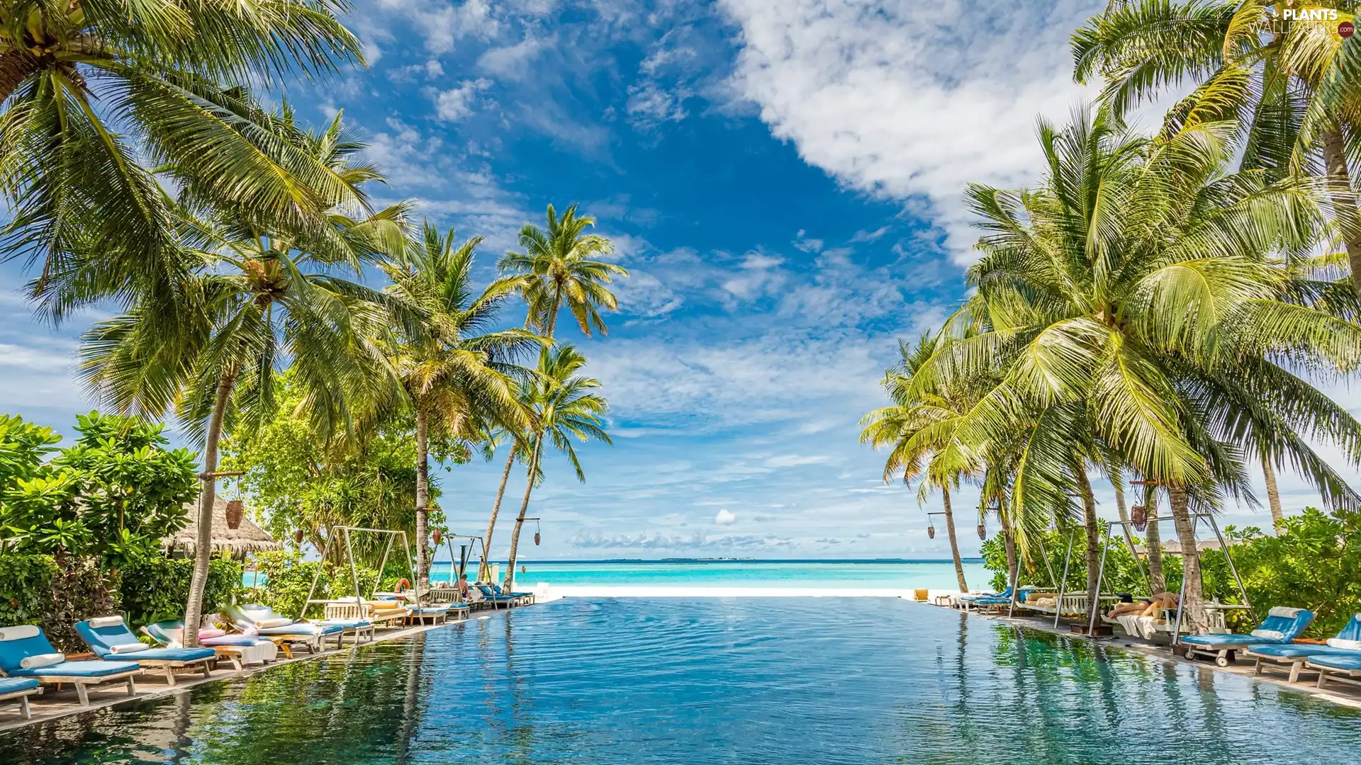 deck chair, clouds, Tropical, Palms, sea