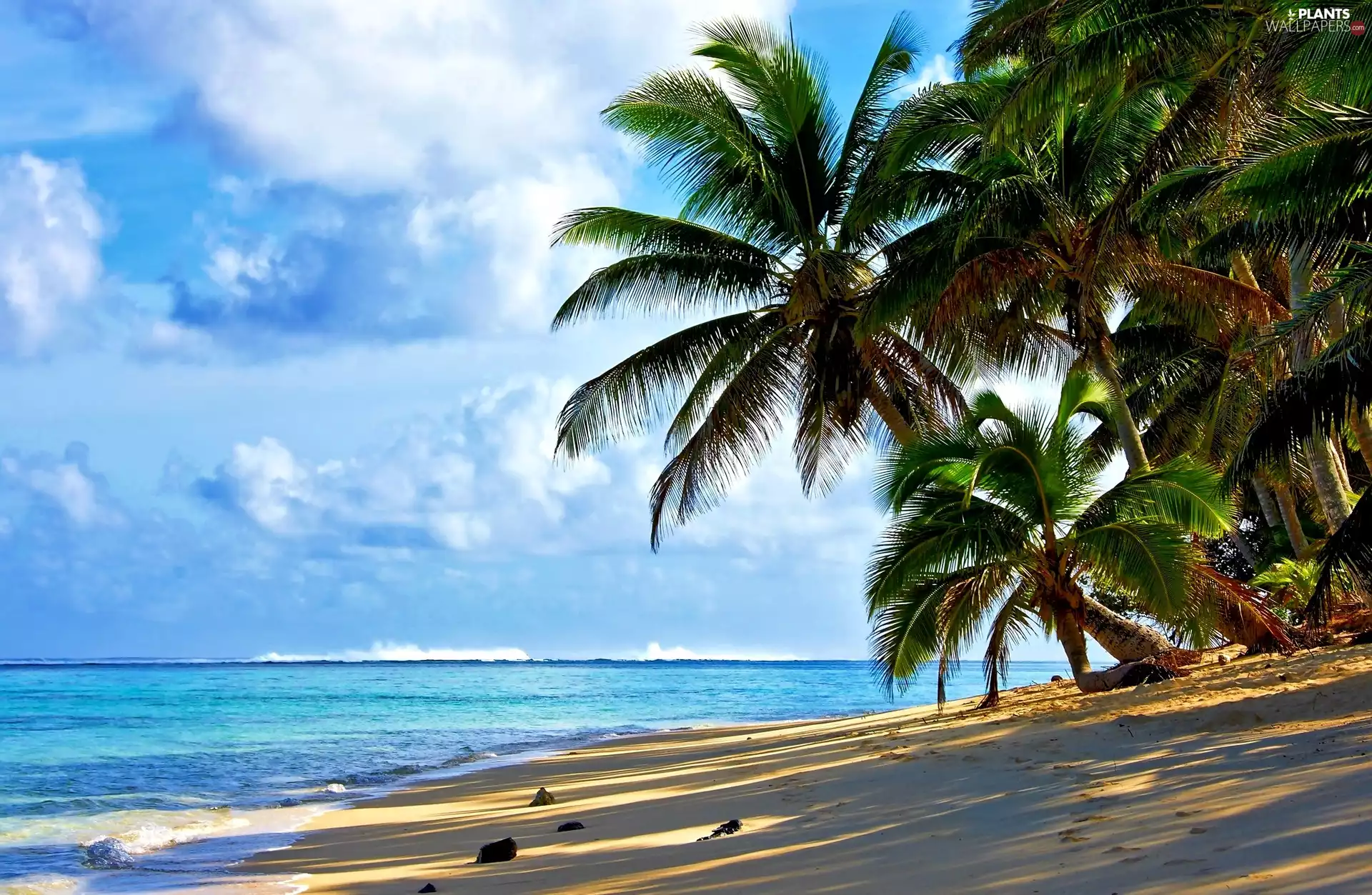 Palms, Tropical, Sky, Beaches, Ocean
