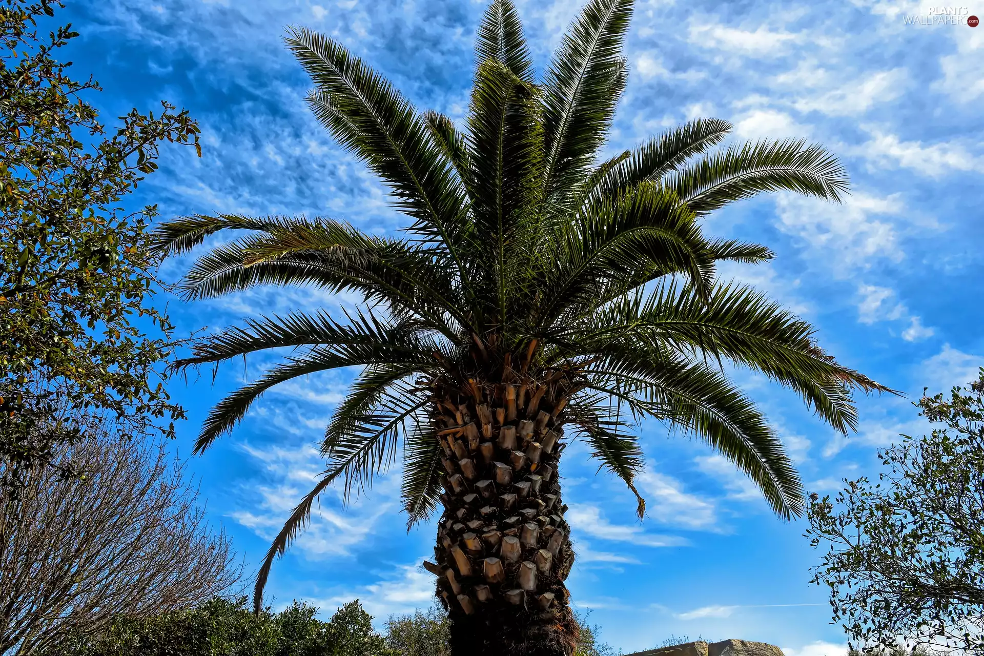 trees, Palm, Sky, tropics