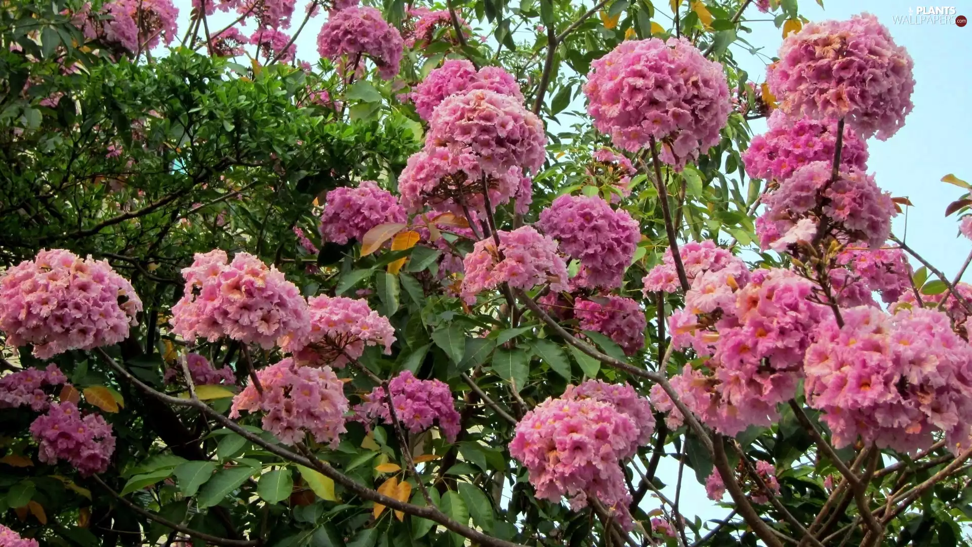 viewes, Trumpet, Twigs, trees, flourishing