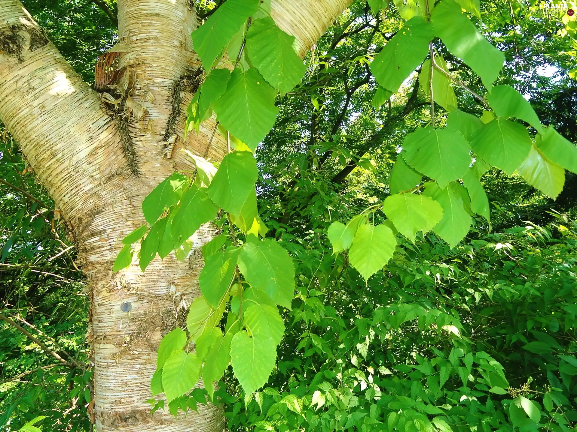 birch-tree, Leaf, trunk