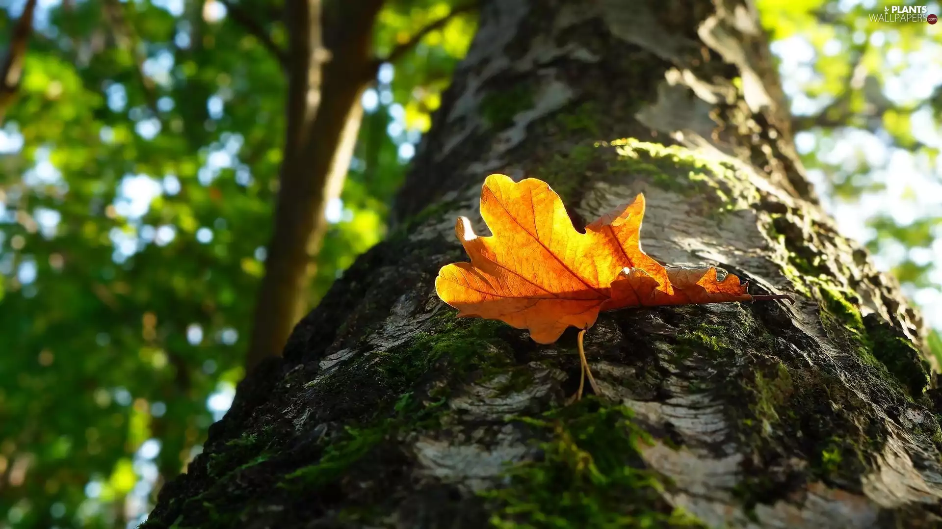 leaf, trunk, birch-tree, trees