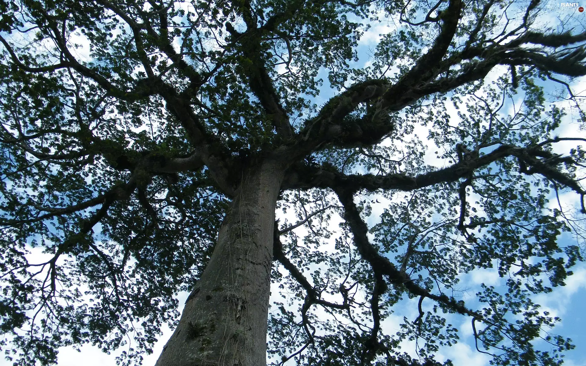 branch pics, trees, trunk