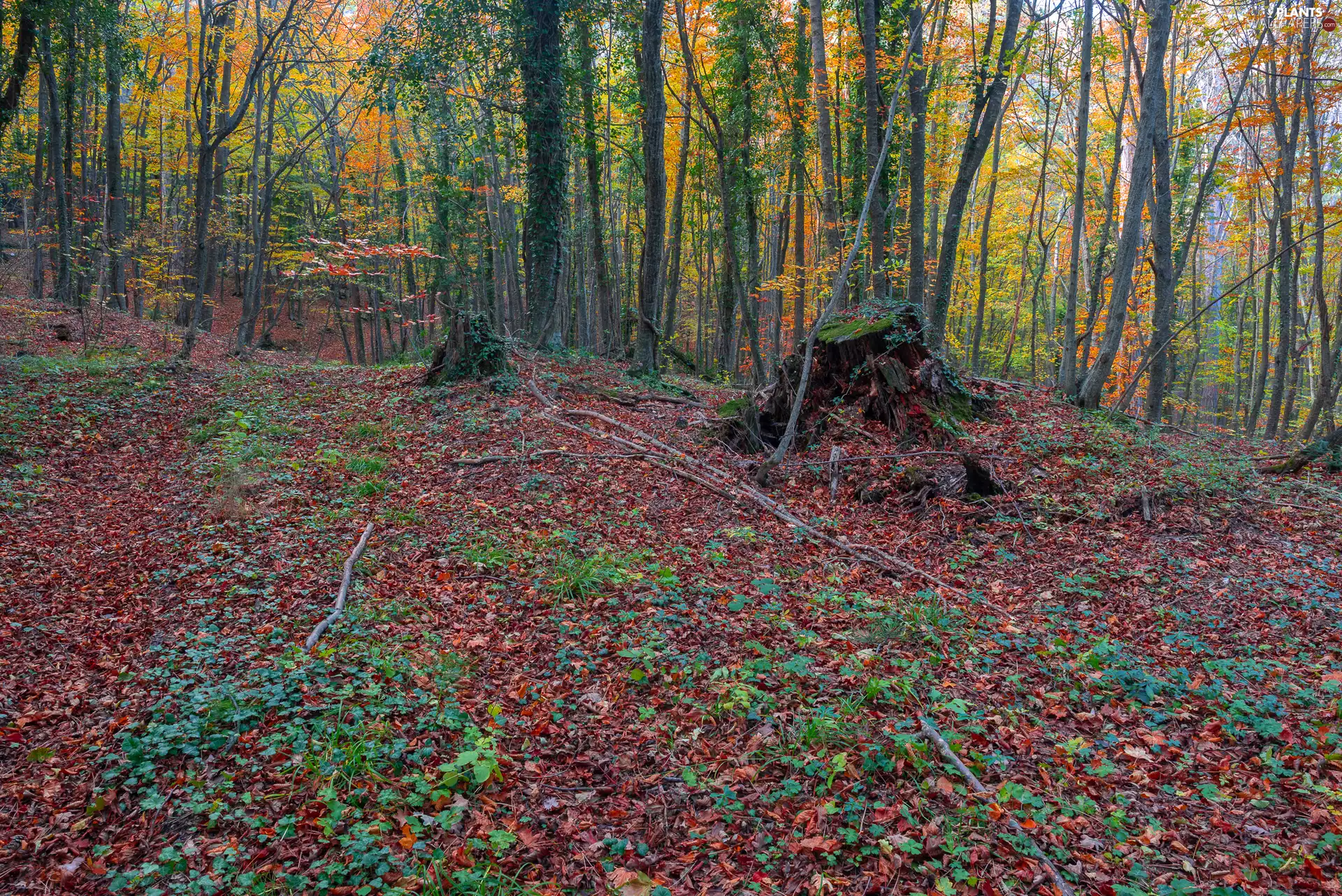 viewes, trunk, forest, trees, autumn