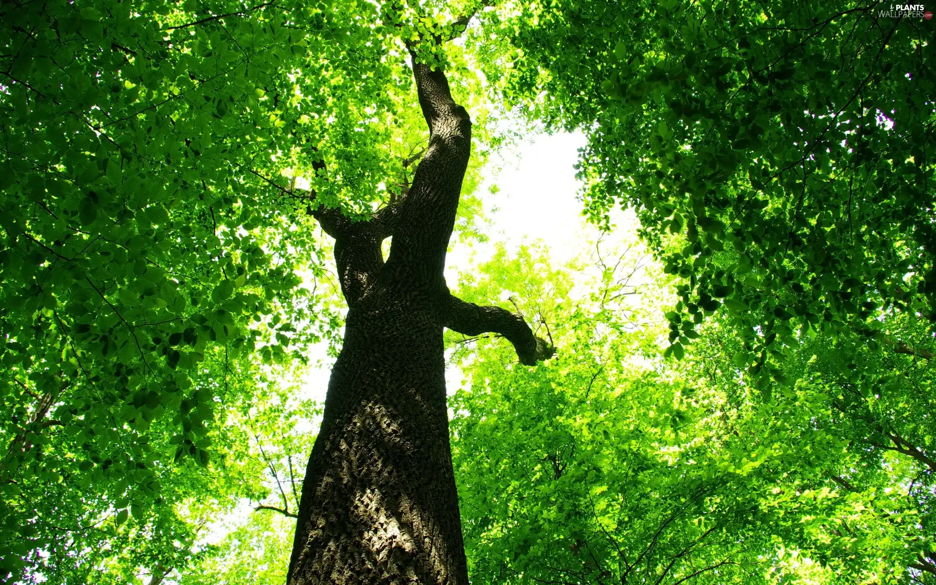 trees, Leaf, trunk, green ones