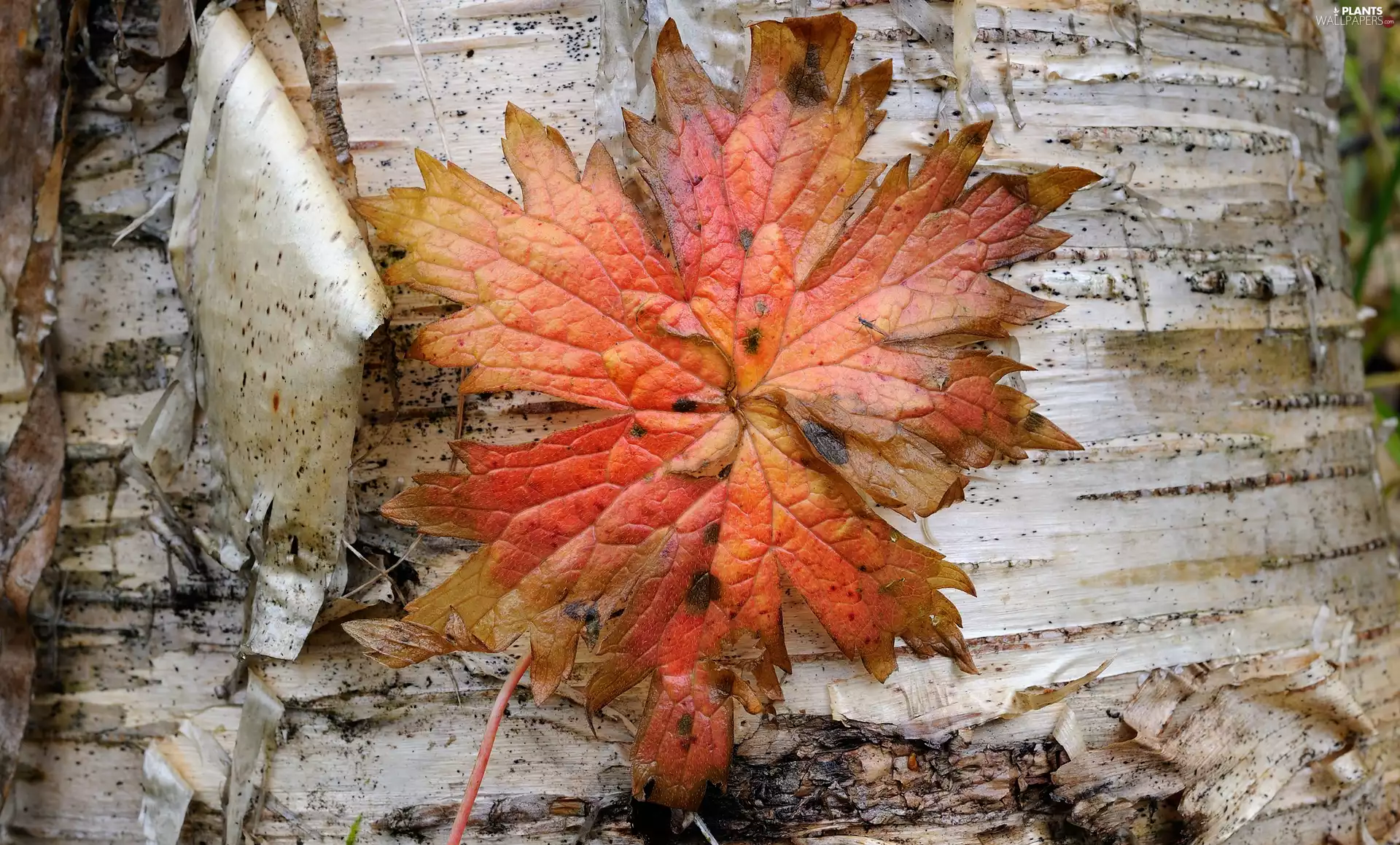 leaf, trees, viewes, trunk